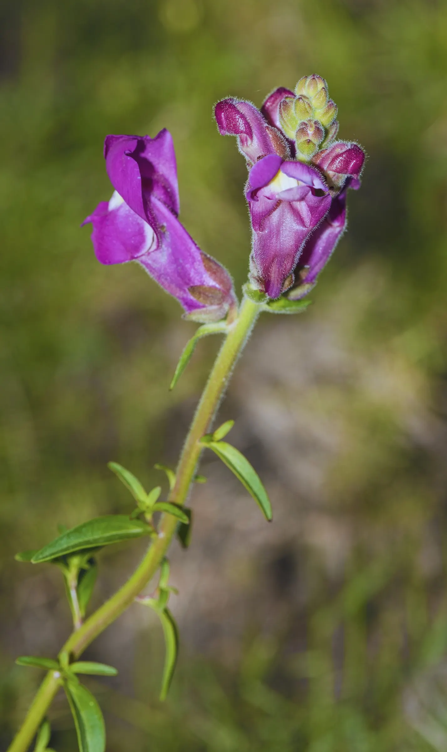Snapdragon (Antirrhinum Majus) — snapdragons can provide a perennial-like annual presence in many gardens.<br><br>Typically; recognized for their, image 100