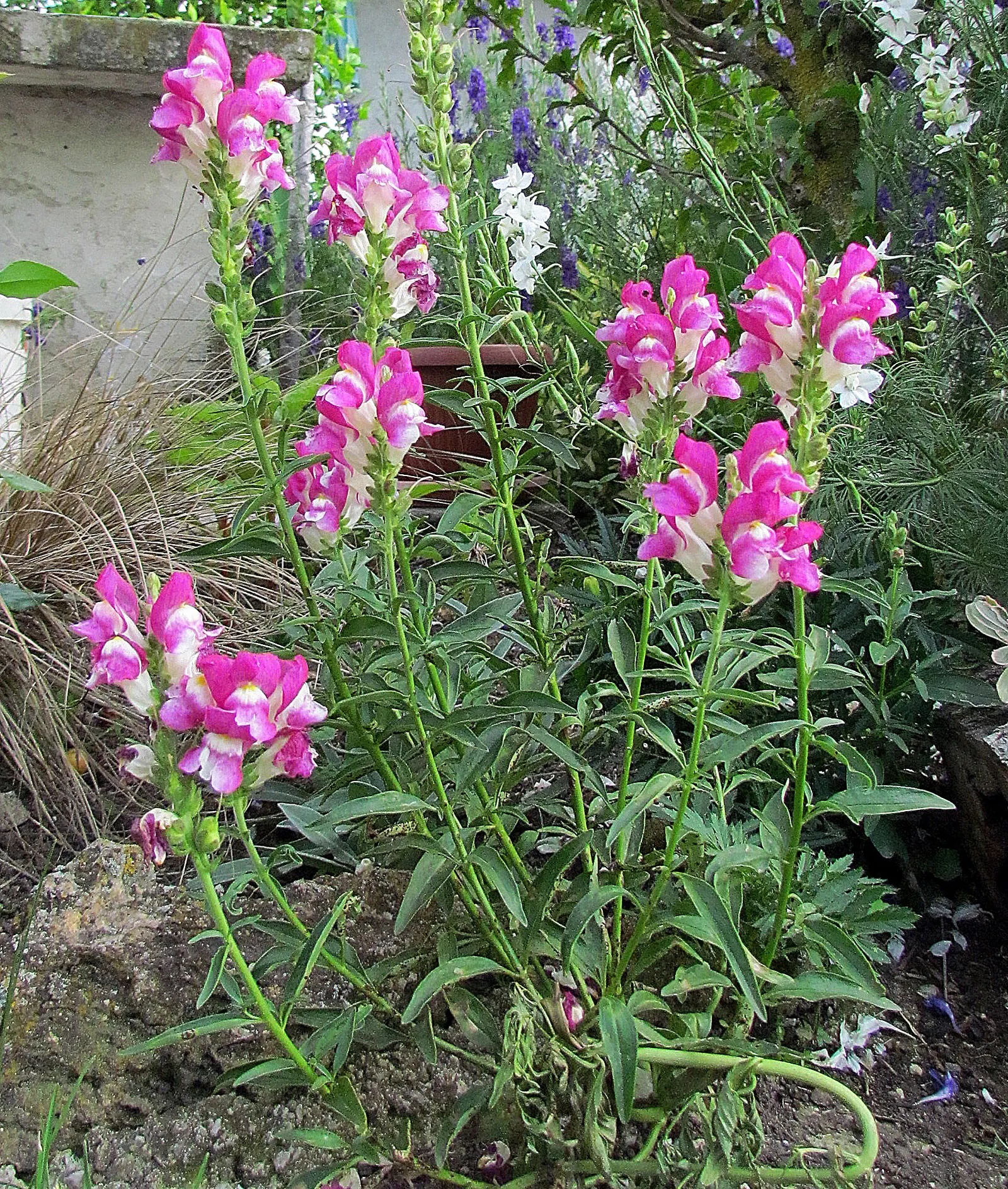 Snapdragon (Antirrhinum Majus) — This encourages a longer blooming season; snapdragons can provide a perennial-like annual presence in many, image 87