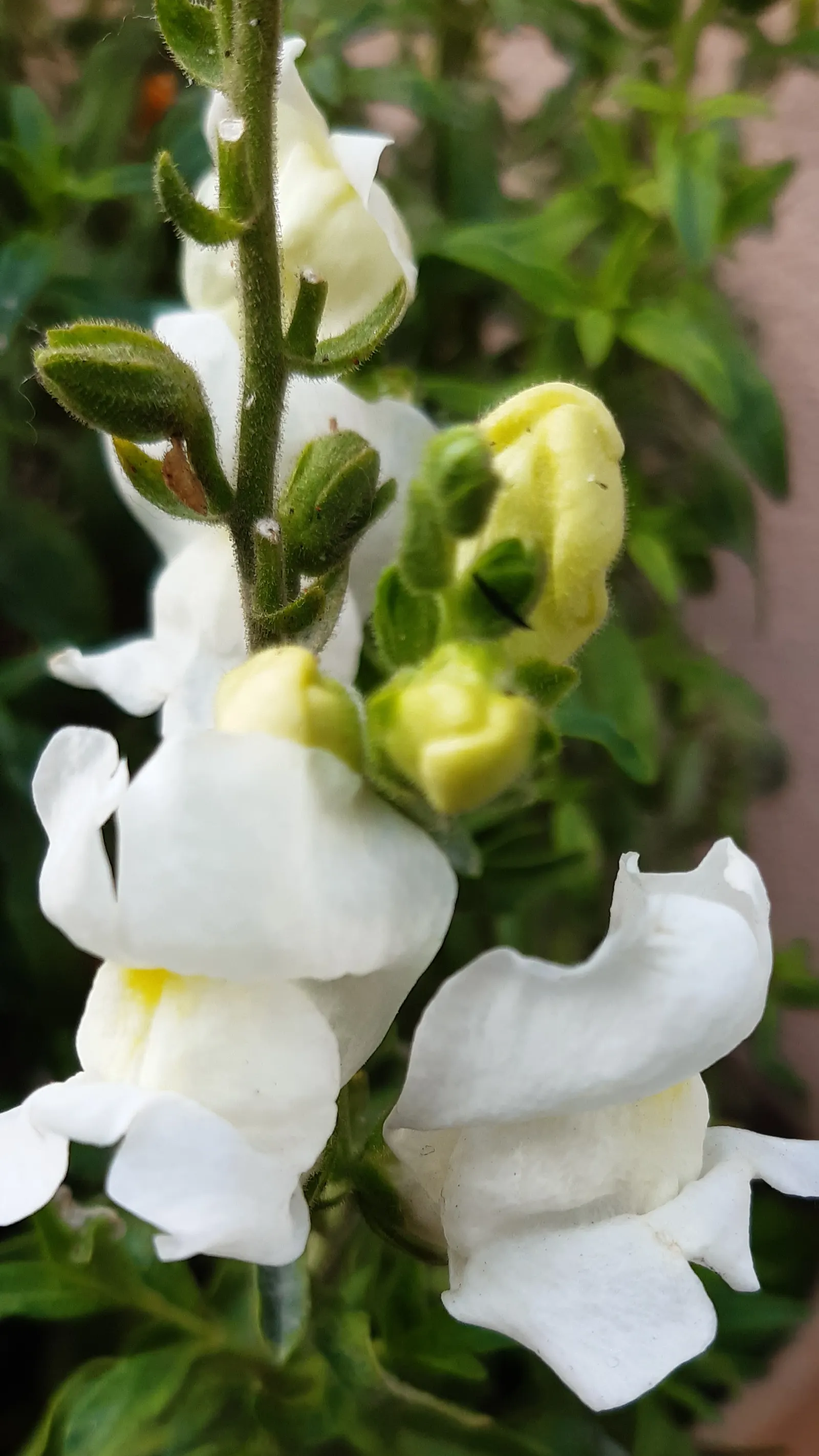 Snapdragon (Antirrhinum Majus) — and tall varieties (30 to 48 inches); snapdragon prefers full sun to partial shade and well-drained soil, image 175