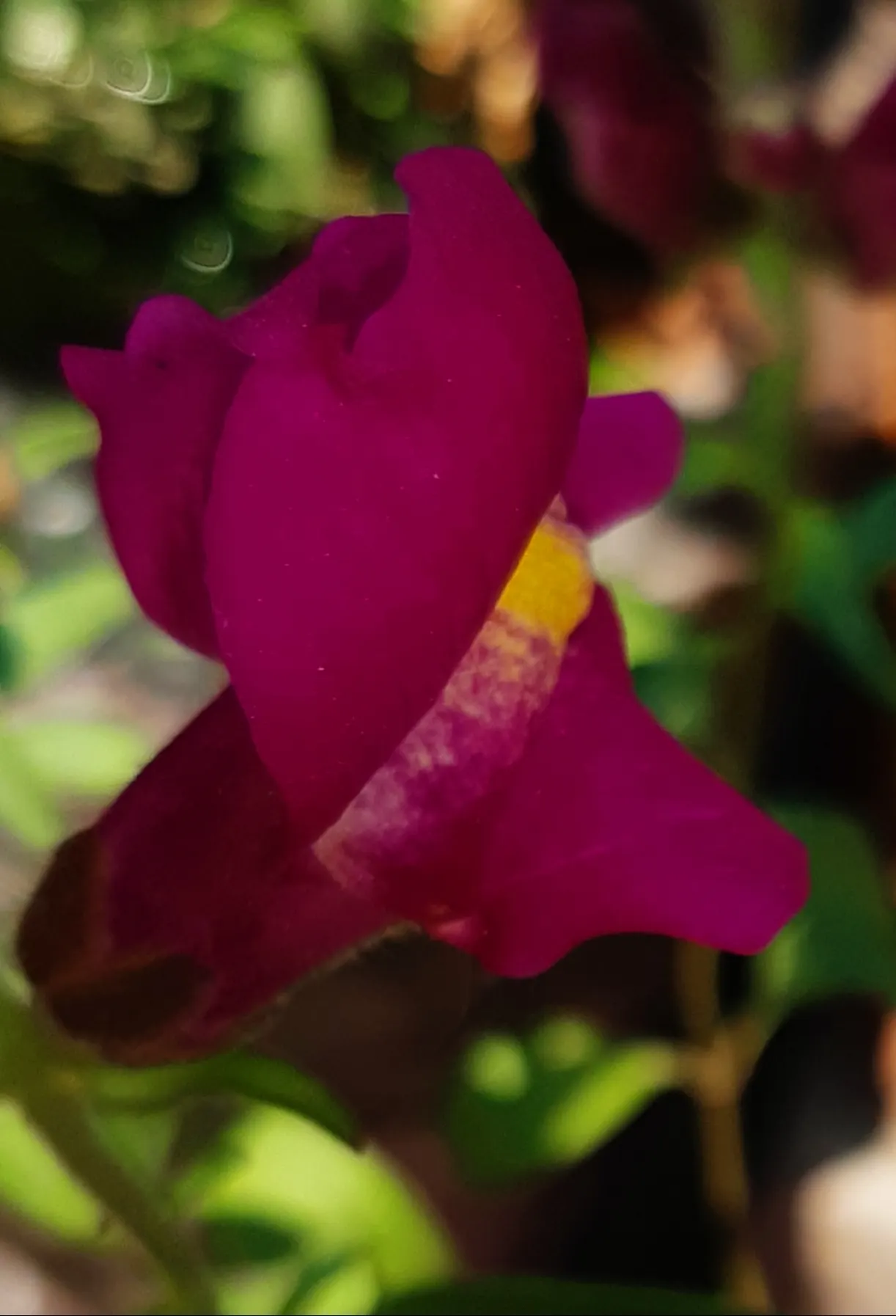 Snapdragon (Antirrhinum Majus) — It is important to select a site with well-drained soil; extending from spring through the first frost, image 151