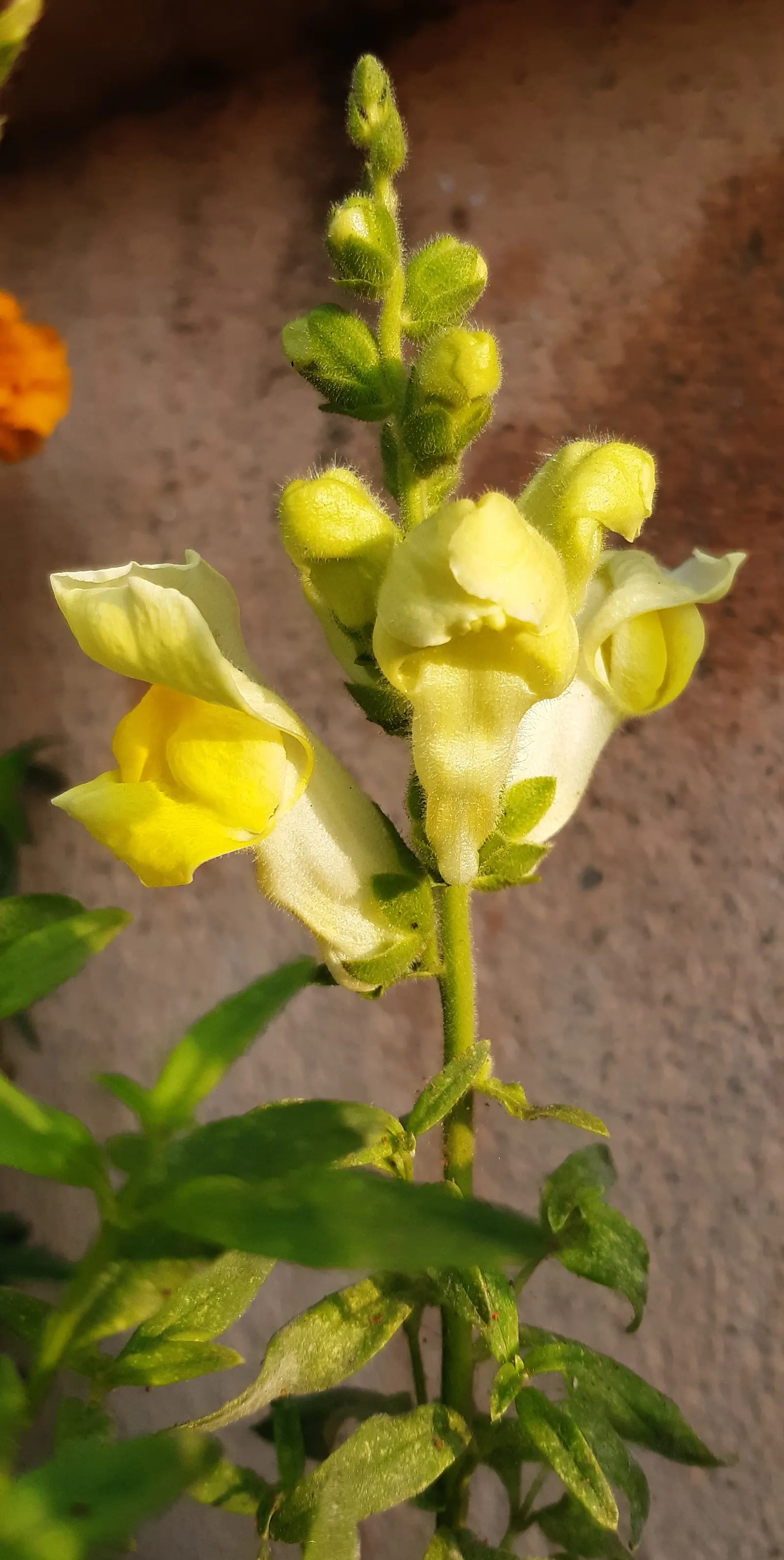 Snapdragon (Antirrhinum Majus) — Recognized for their capability to reseed