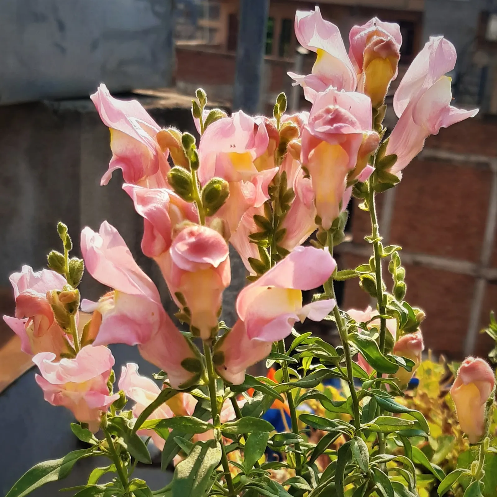 Snapdragon (Antirrhinum Majus) — annual for full or half; therefore providing a delightful duration of color and textural interest in your garden, image 184