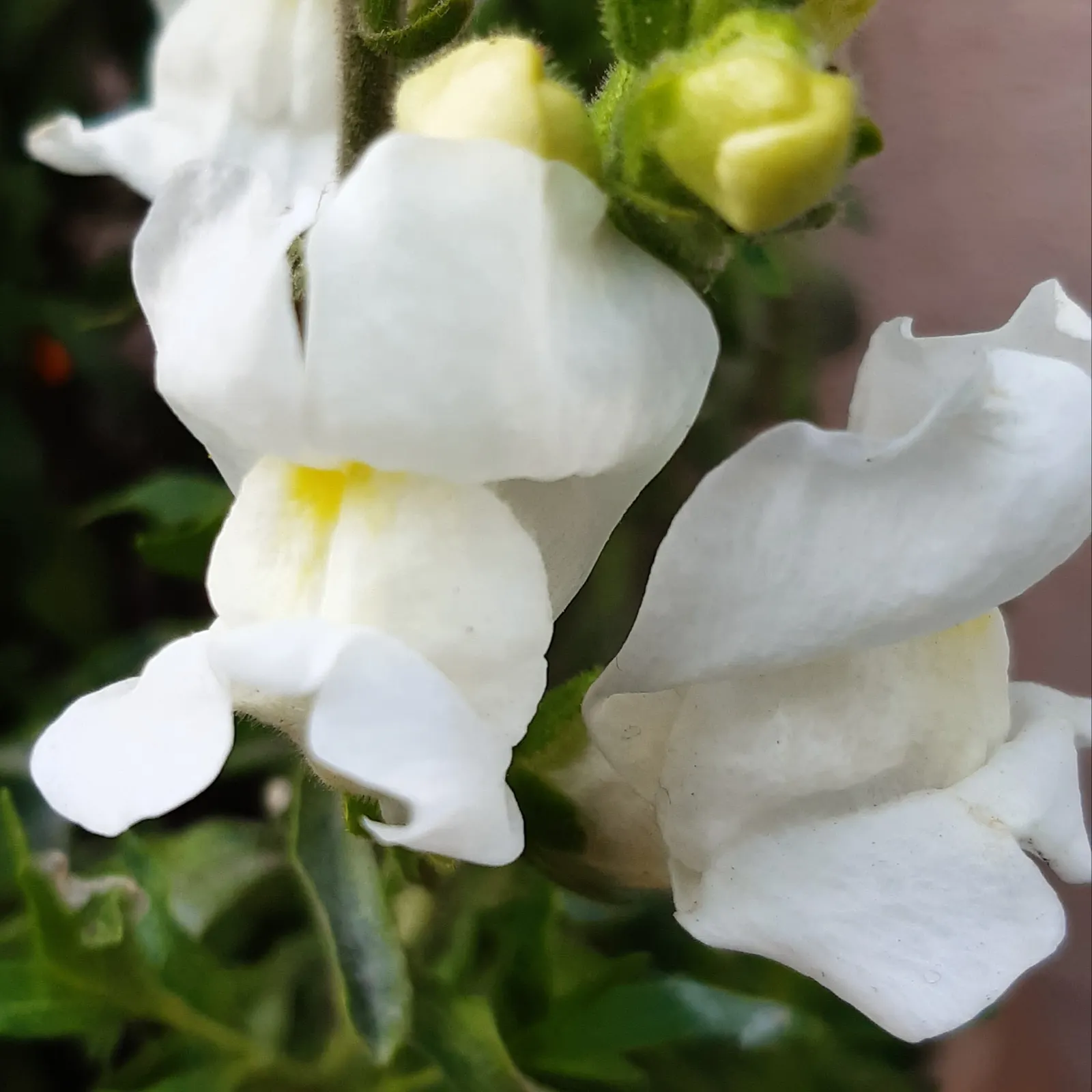 Snapdragon (Antirrhinum Majus) — When incorporating snapdragons into your landscape design; for maximal flowering, fertilize with a balanced flower, image 154