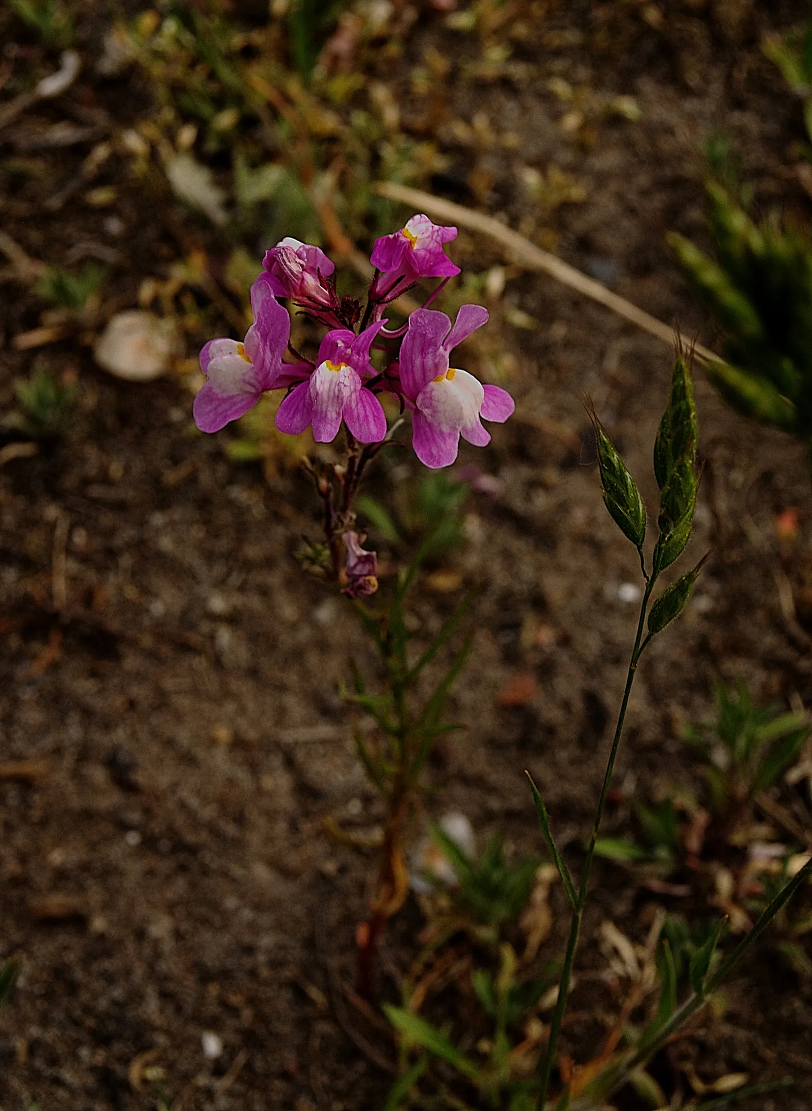 Snapdragon (Antirrhinum Majus) — They prefer cooler climates and flourish in full to partial sunlight; deadheading encourages prolonged flowering, image 126