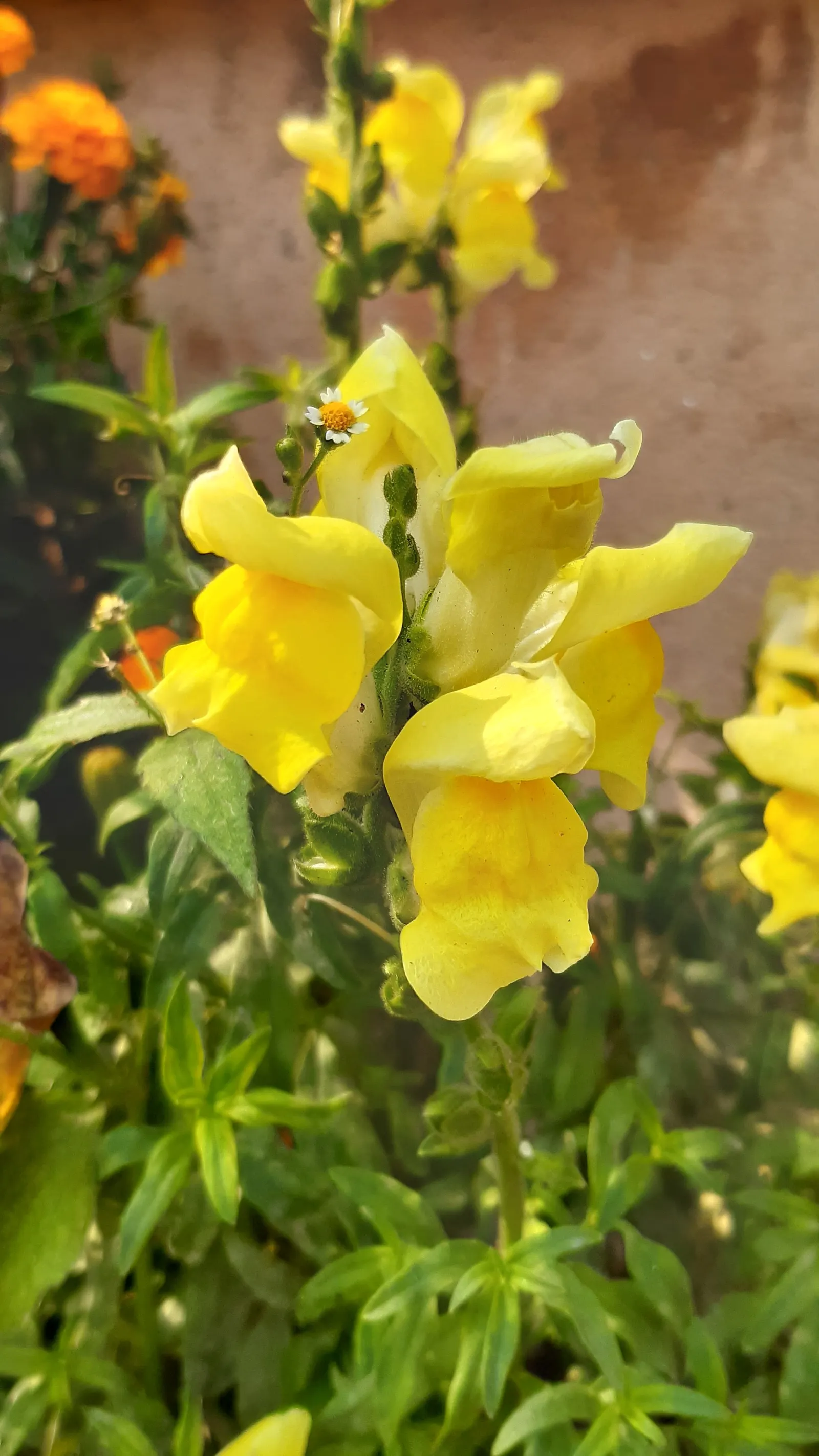 Snapdragon (Antirrhinum Majus) — Antirrhinum majus, commonly called Snapdragon, is a popular perennial often grown as an annual; blooms from late, image 139