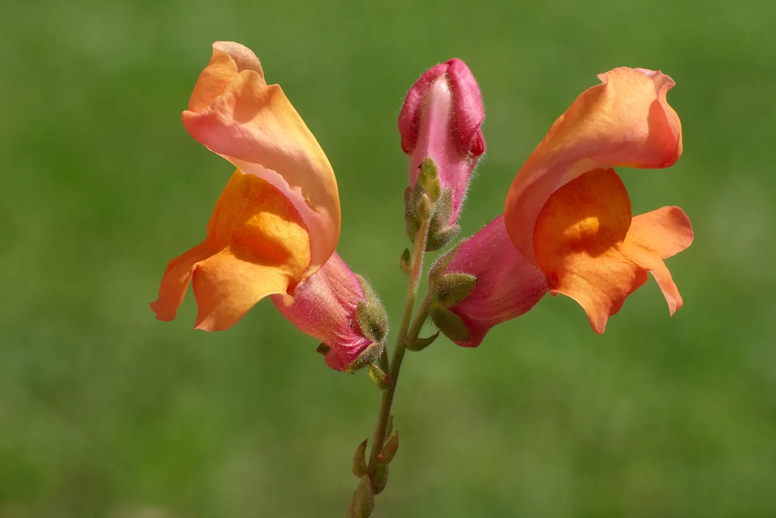 Snapdragon (Antirrhinum Majus) — Antirrhinum majus, commonly called Snapdragon, is a popular perennial often grown as an annual