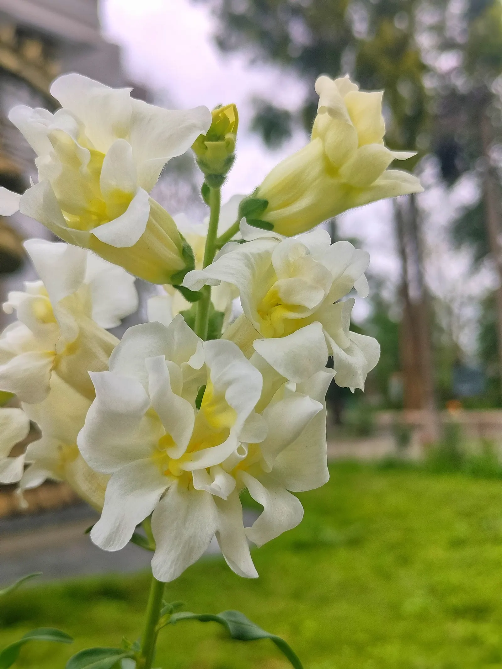 Snapdragon (Antirrhinum Majus) — Suitable for cutting gardens