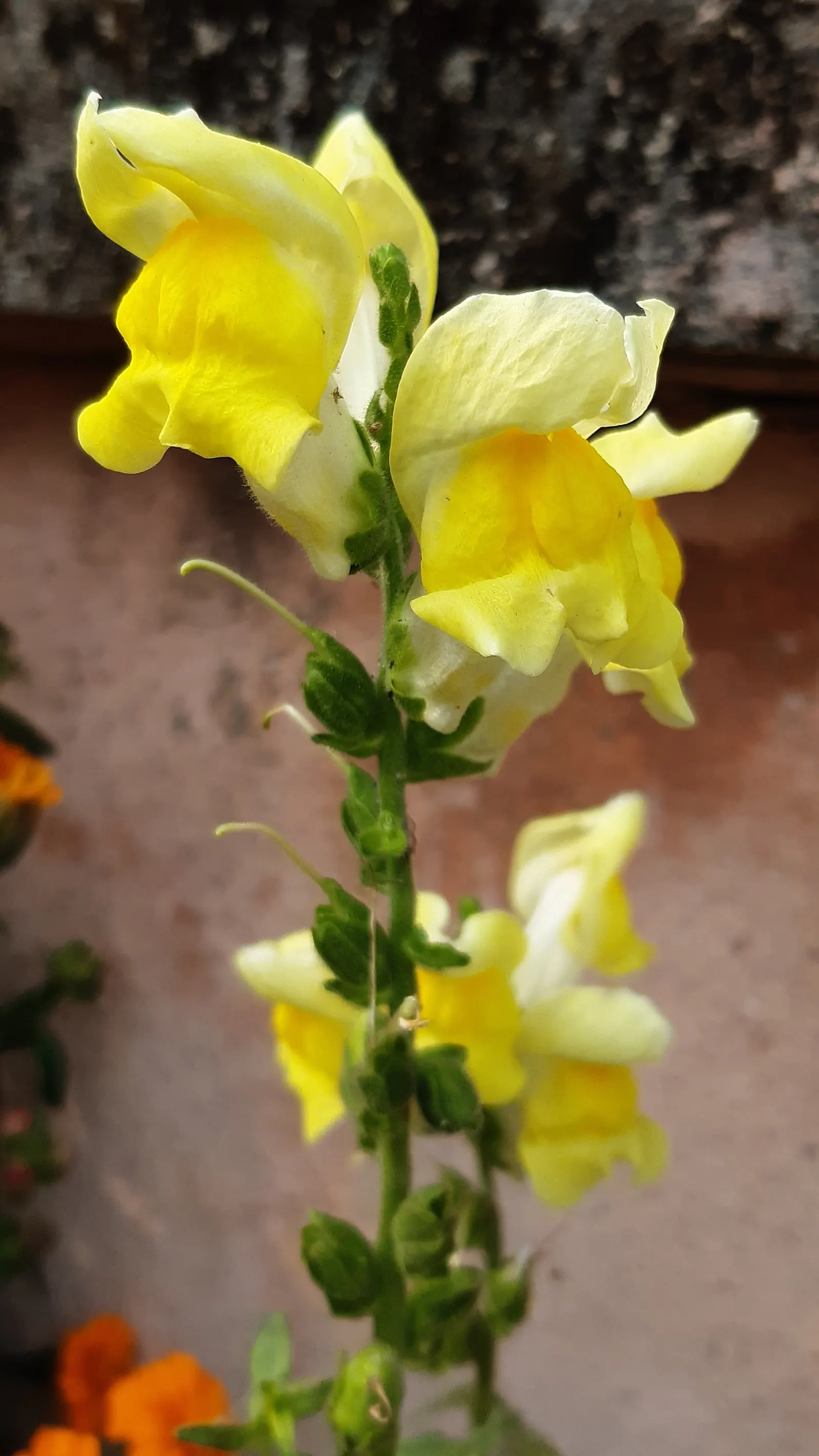 Snapdragon (Antirrhinum Majus) — requiring at least 6 hours of direct light each day, image 150