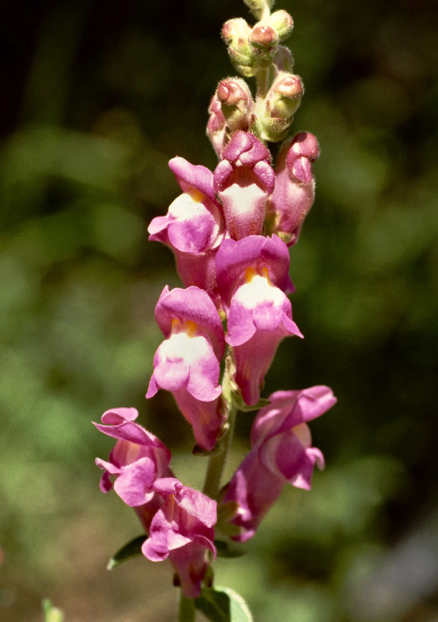 Snapdragon (Antirrhinum Majus) — Antirrhinum majus, commonly called Snapdragon, is a popular perennial often grown as an annual; blooms from late, image 70