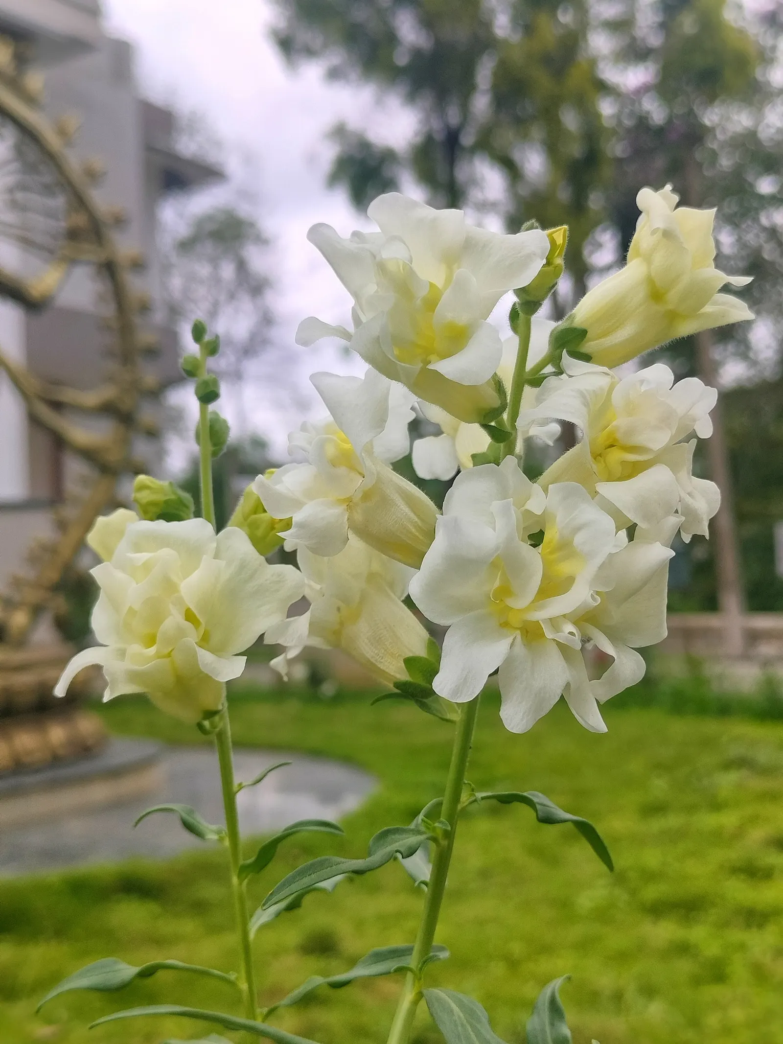 Snapdragon (Antirrhinum Majus) — Each variant presents a striking addition to any garden, with potential use in borders, beds, or containers; with stalks