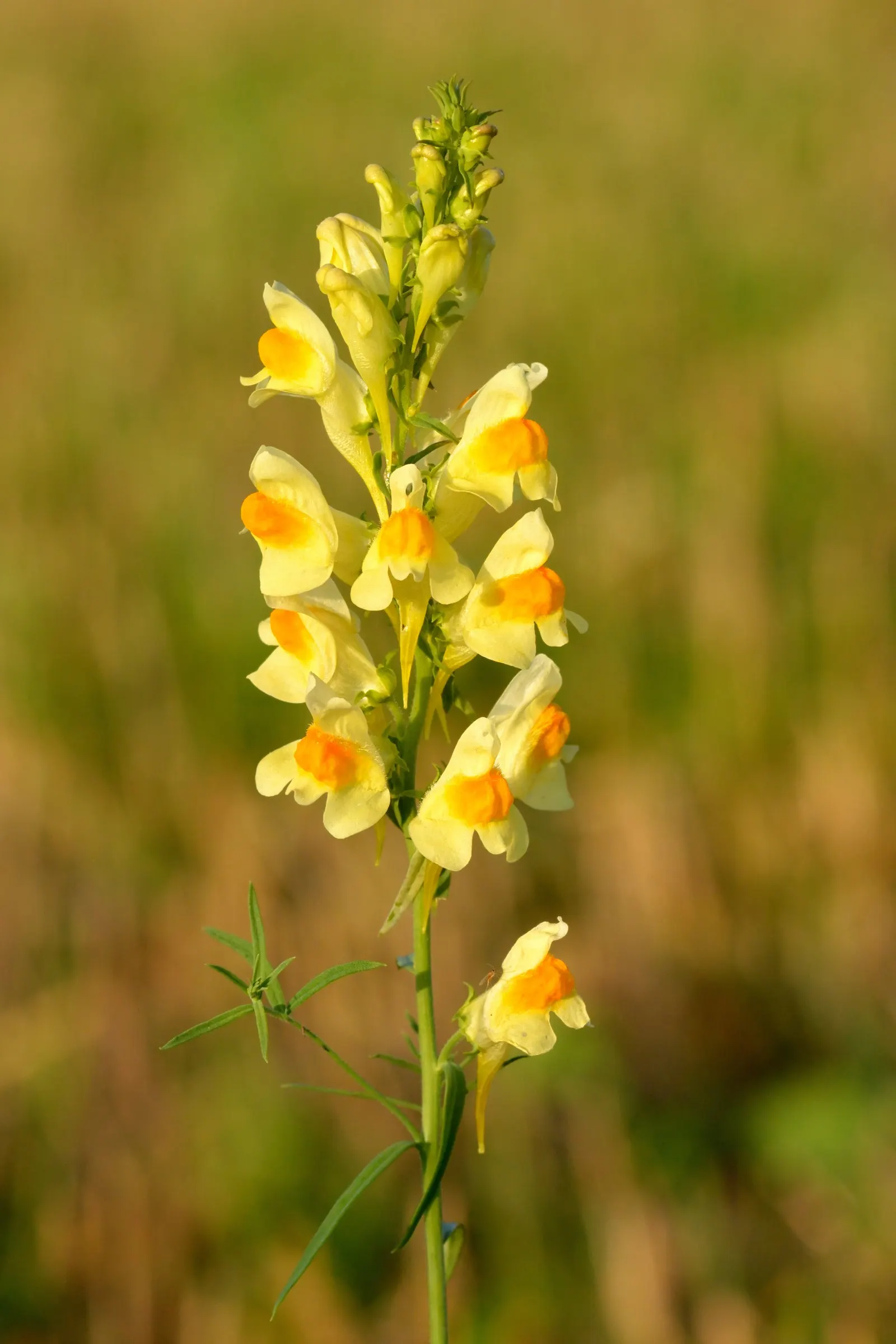 Snapdragon (Antirrhinum Majus) — and tall varieties (30 to 48 inches); snapdragon prefers full sun to partial shade and well-drained soil, image 60