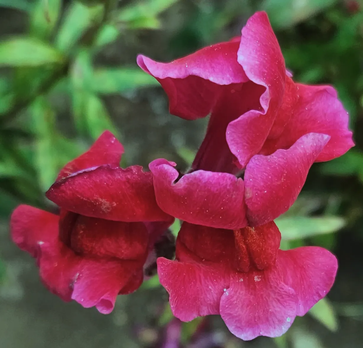 Snapdragon (Antirrhinum Majus) — requiring at least 6 hours of direct light each day, image 173