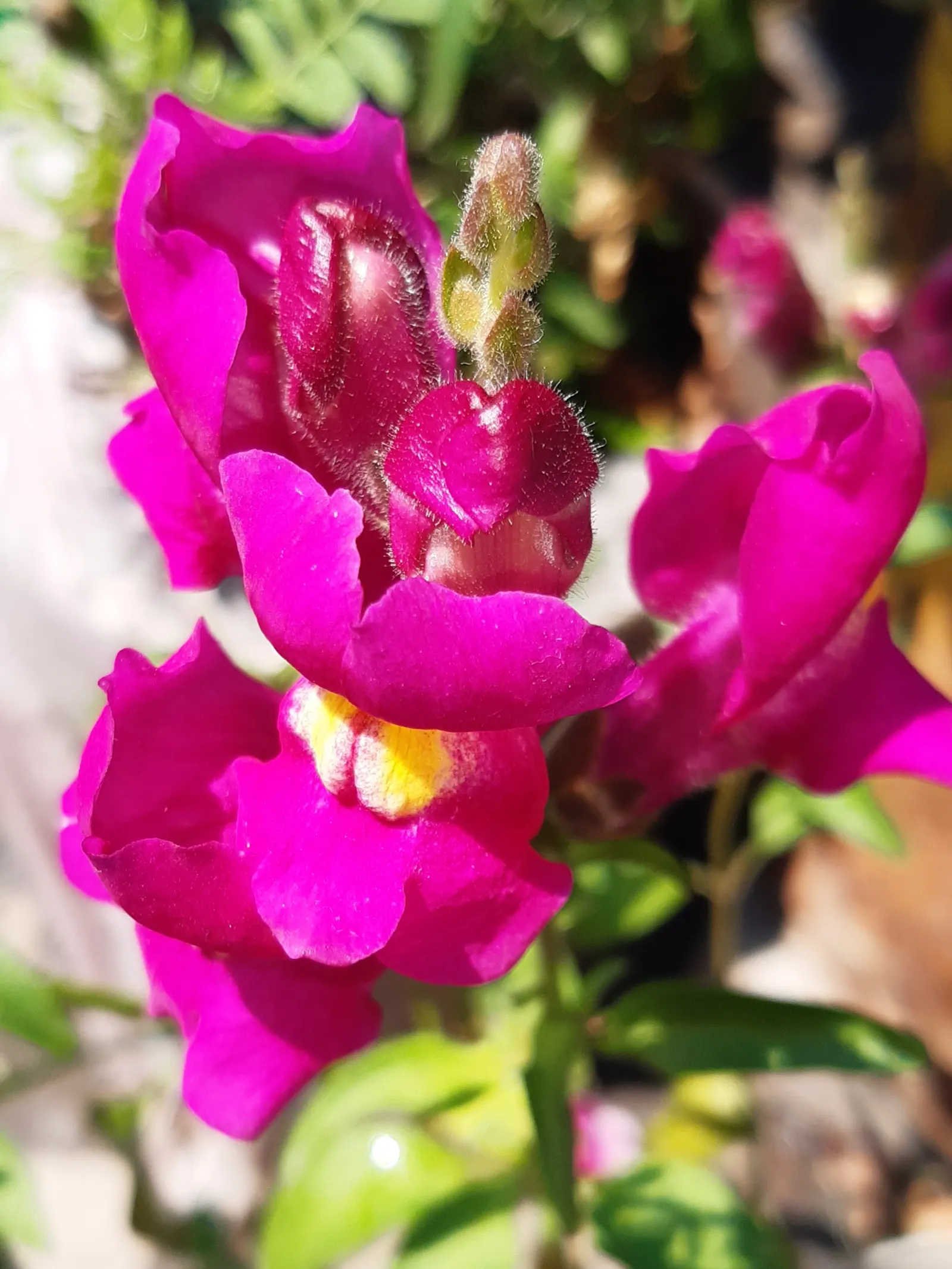 Snapdragon (Antirrhinum Majus) — extending from spring through the first frost; each variant presents a striking addition to any garden, with, image 157