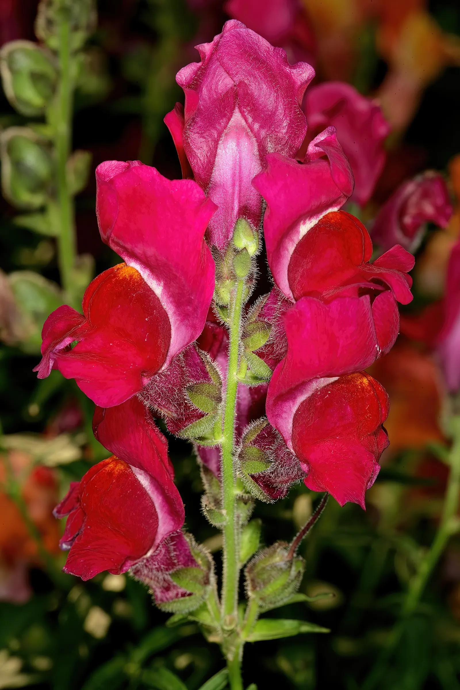 Snapdragon (Antirrhinum Majus) — It features tubular, two-lipped flowers in a variety of hues and can reach 1-3 feet in height; they prefer cooler, image 48