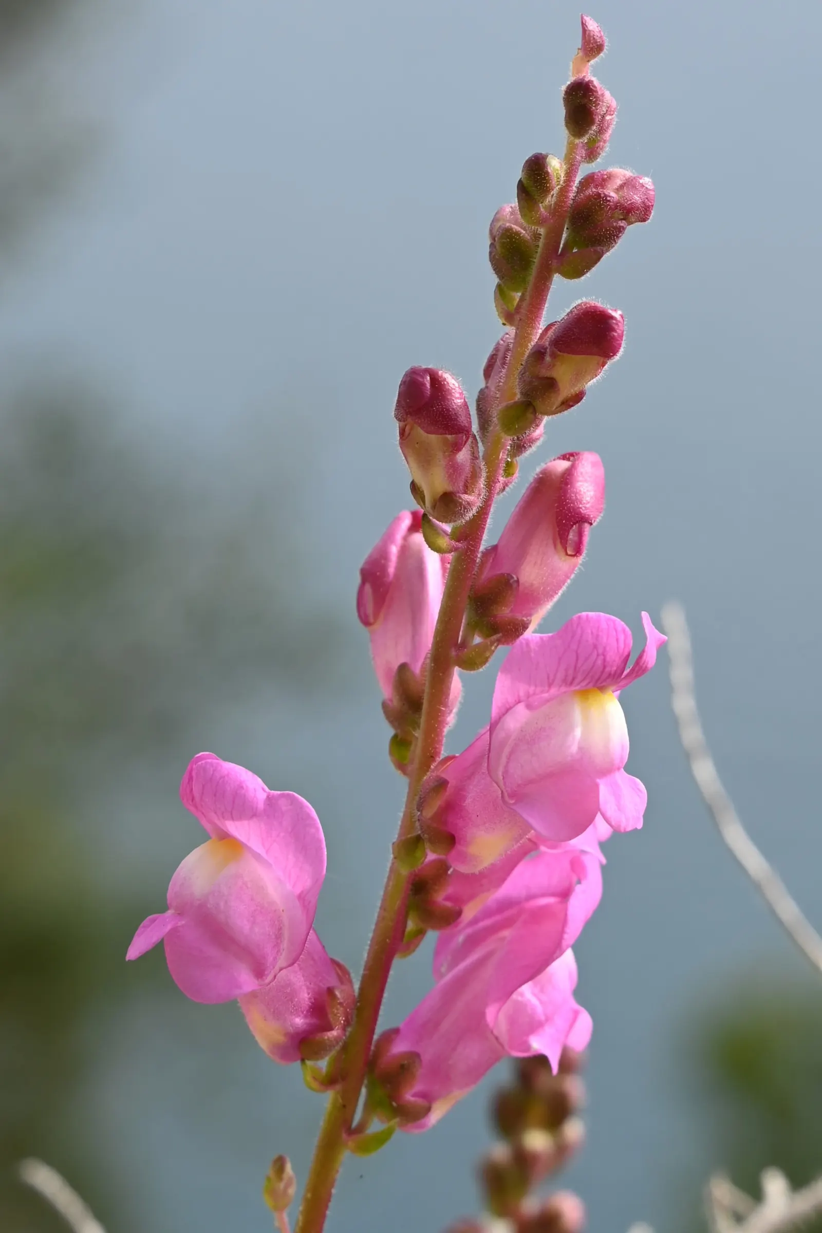 Snapdragon (Antirrhinum Majus) — extending from spring through the first frost; each variant presents a striking addition to any garden, with potential use in