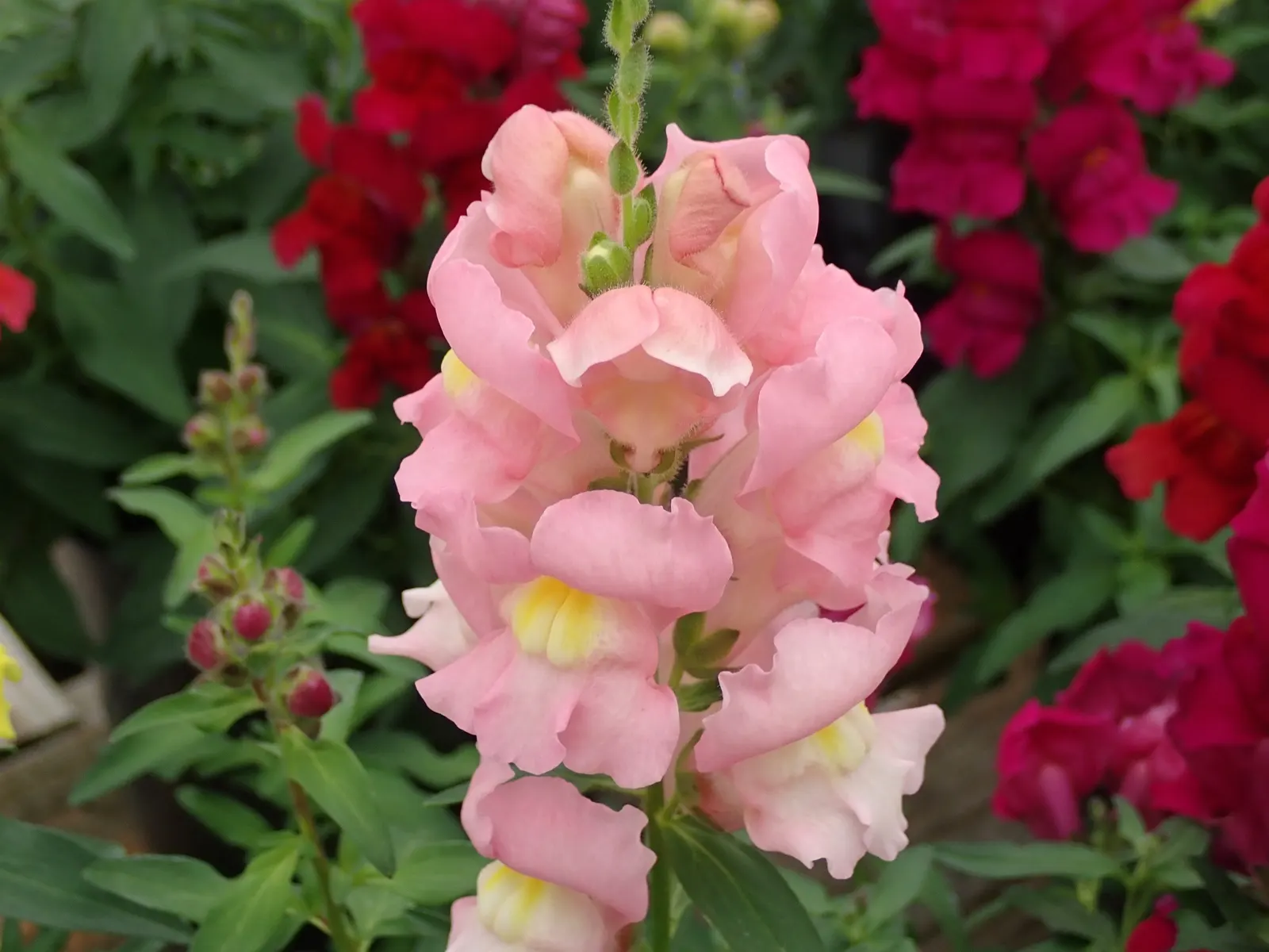 Snapdragon (Antirrhinum Majus) — annual with pink blooms; it is important to select a site with well-drained soil, image 114