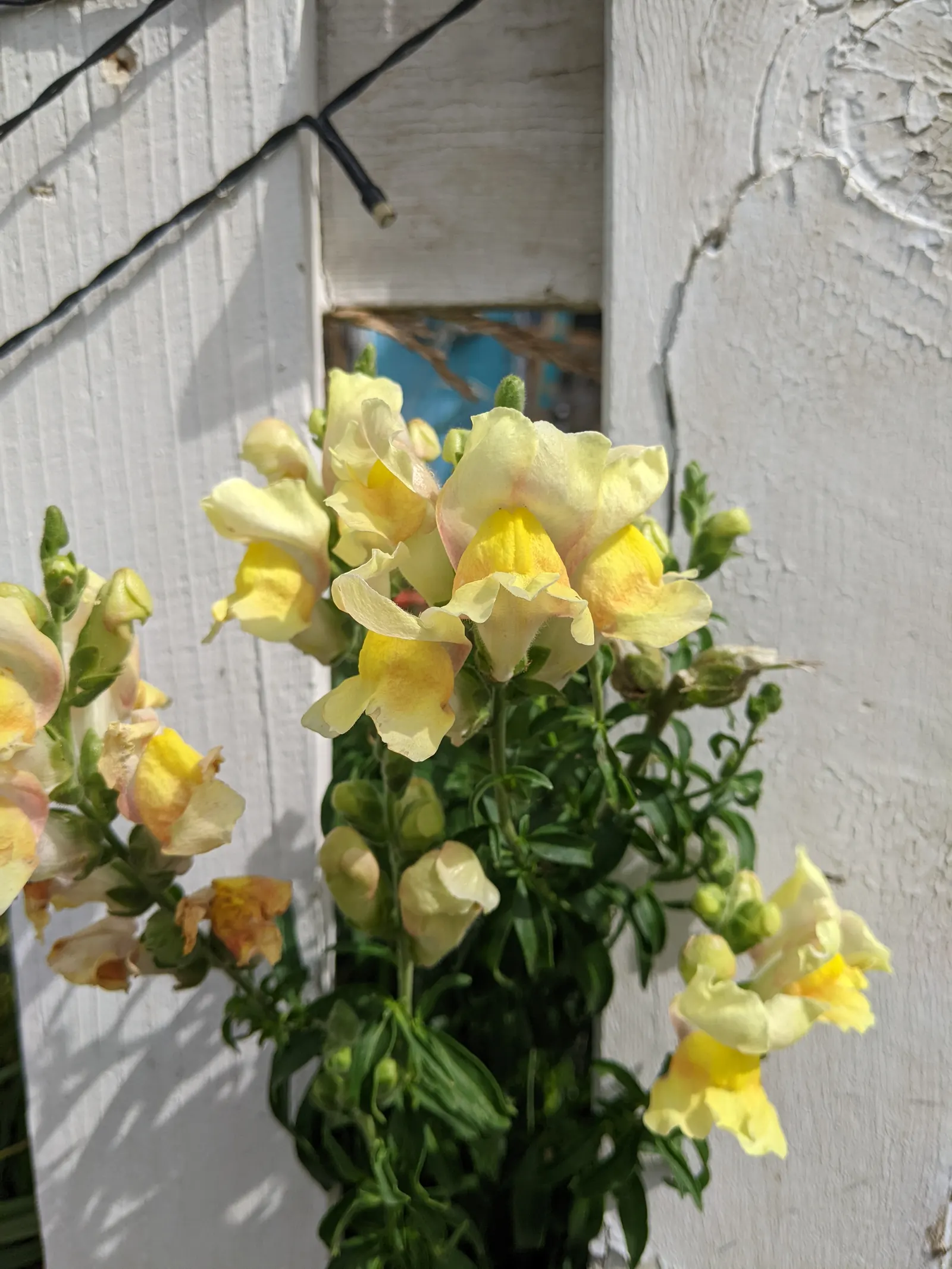 Snapdragon (Antirrhinum Majus) — annual for full or half; therefore providing a delightful duration of color and textural interest in your garden