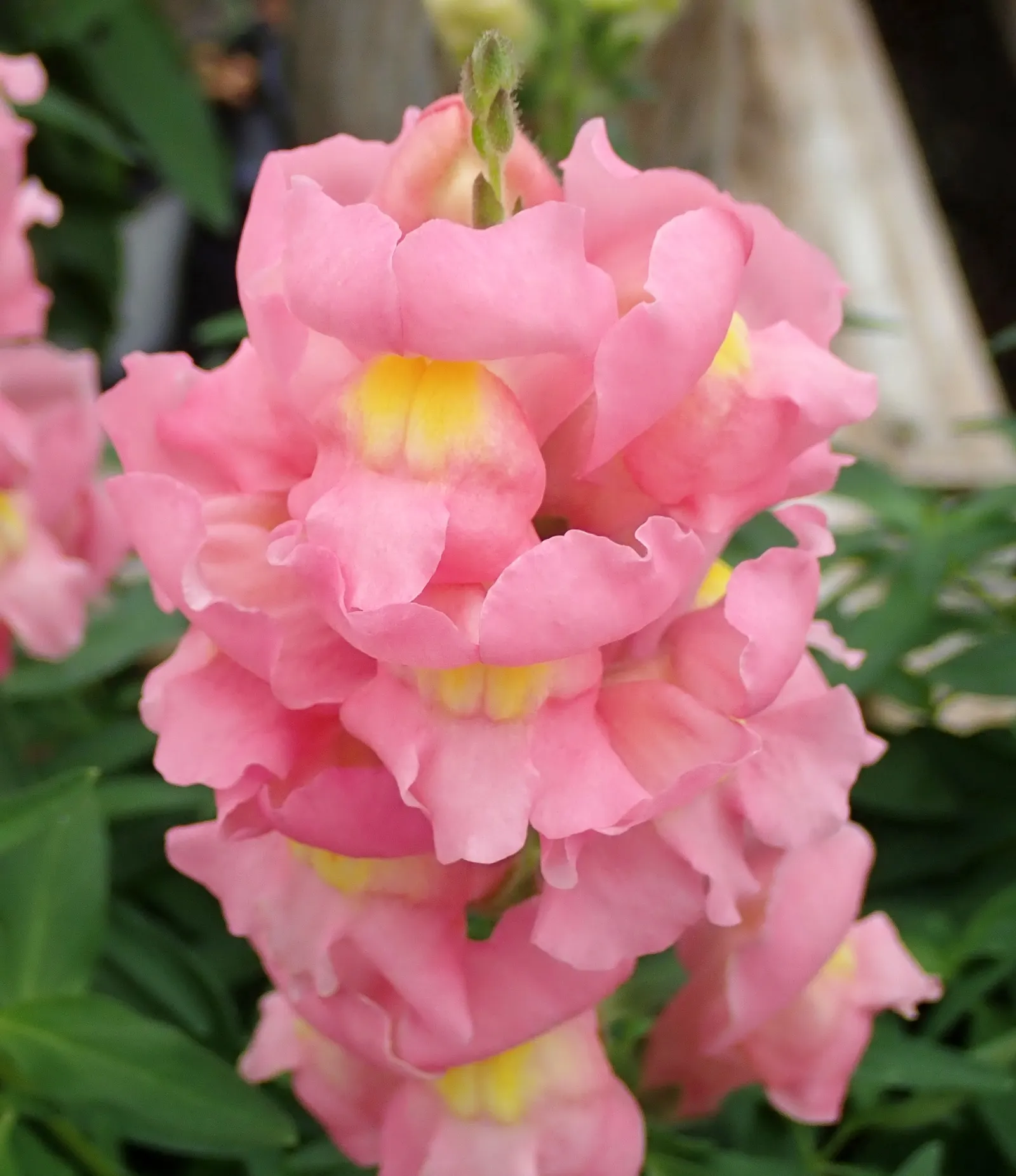 Snapdragon (Antirrhinum Majus) — and tall varieties (30 to 48 inches); snapdragon prefers full sun to partial shade and well-drained soil