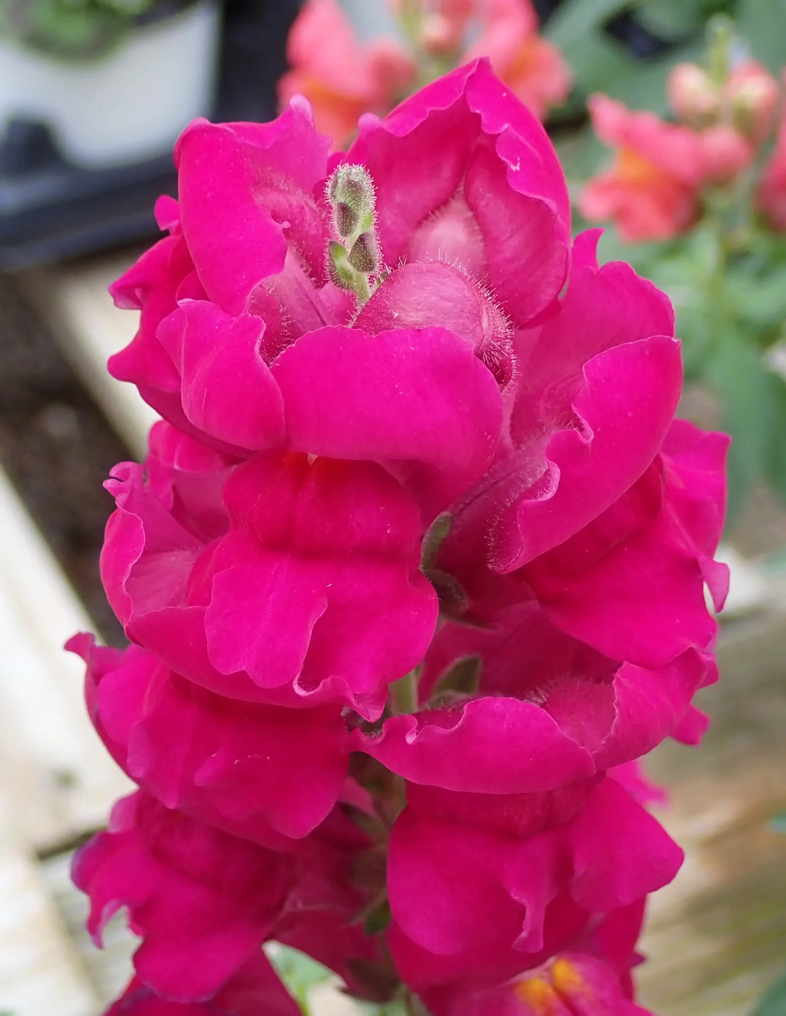 Snapdragon (Antirrhinum Majus) — This encourages a longer blooming season; snapdragons can provide a perennial-like annual presence in many, image 133