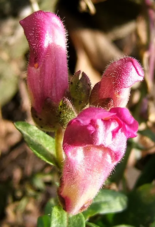 Snapdragon (Antirrhinum Majus) — Each variant presents a striking addition to any garden, with potential use in borders, beds, or containers