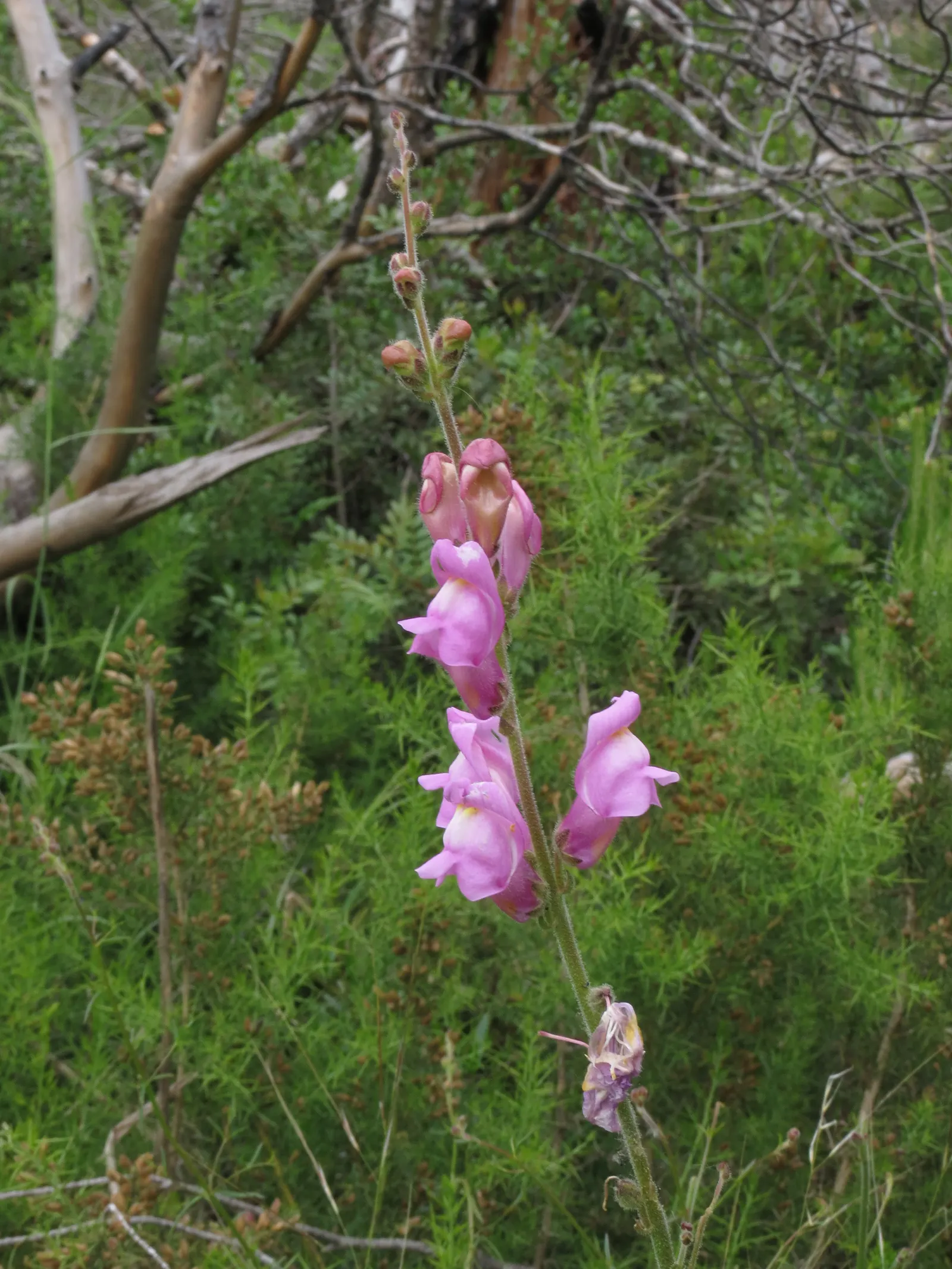 Snapdragon (Antirrhinum Majus) — pink flowers in the garden; suitable for cutting gardens
