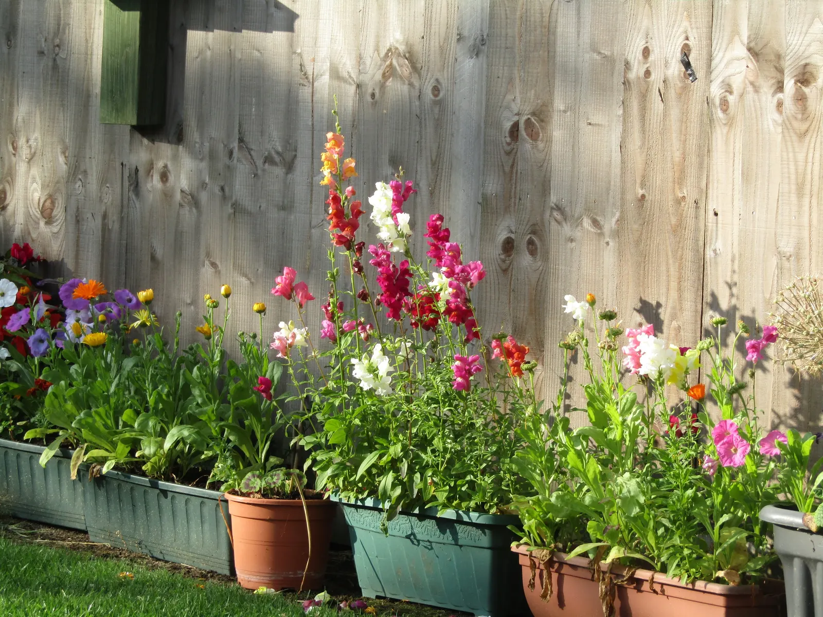 Snapdragon (Antirrhinum Majus) — Recognized for their capability to reseed; annual for full or half