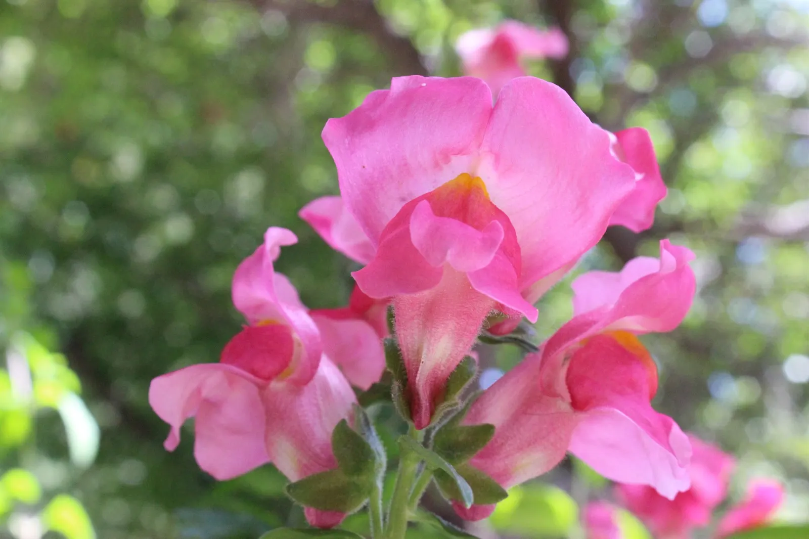 Snapdragon (Antirrhinum Majus) — Deadheading encourages prolonged flowering; snapdragons grow to a height of 1 to 3 feet, image 143