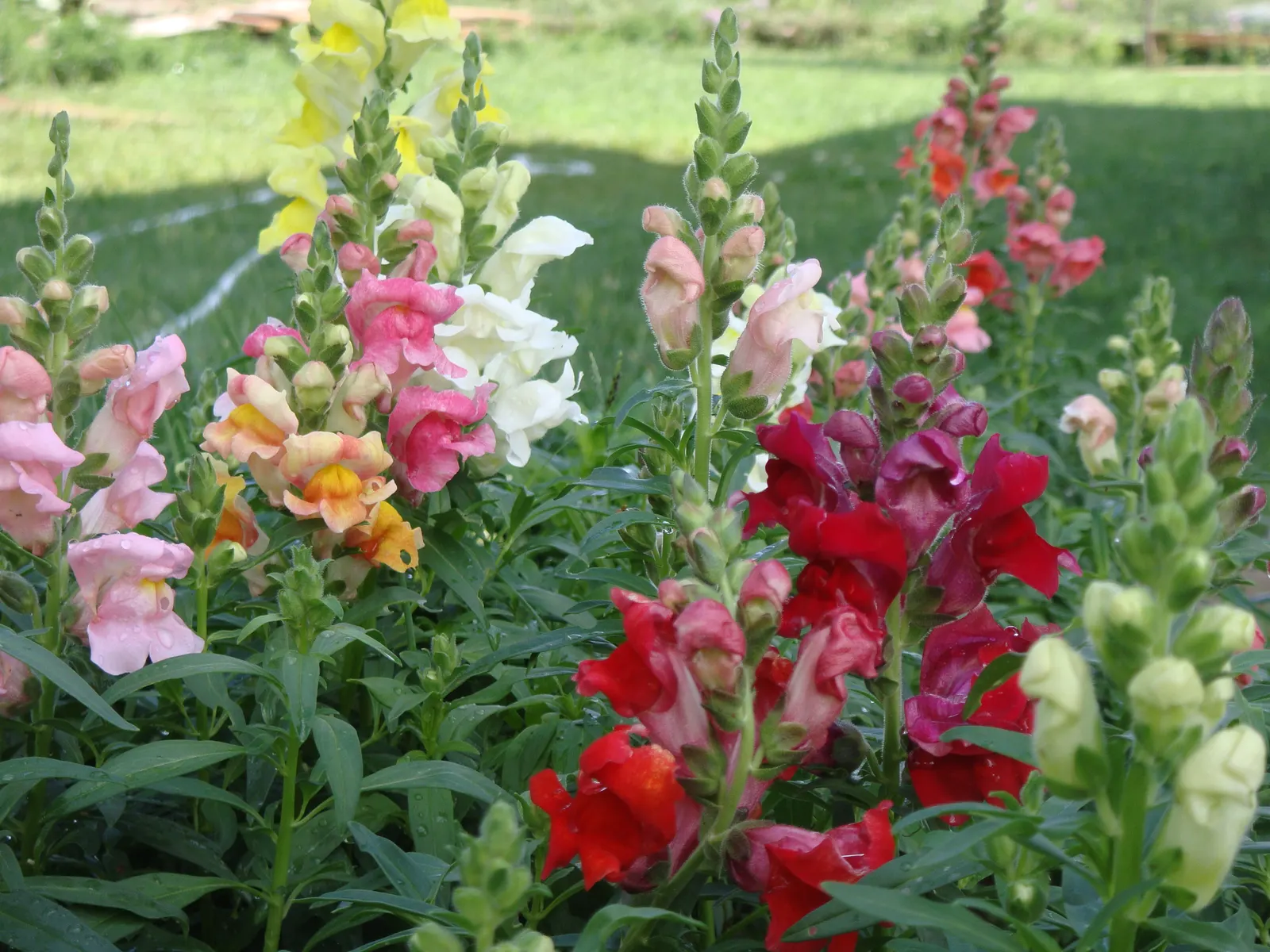 Snapdragon (Antirrhinum Majus) — Antirrhinum majus, commonly called Snapdragon, is a popular perennial often grown as an annual; blooms from late, image 162