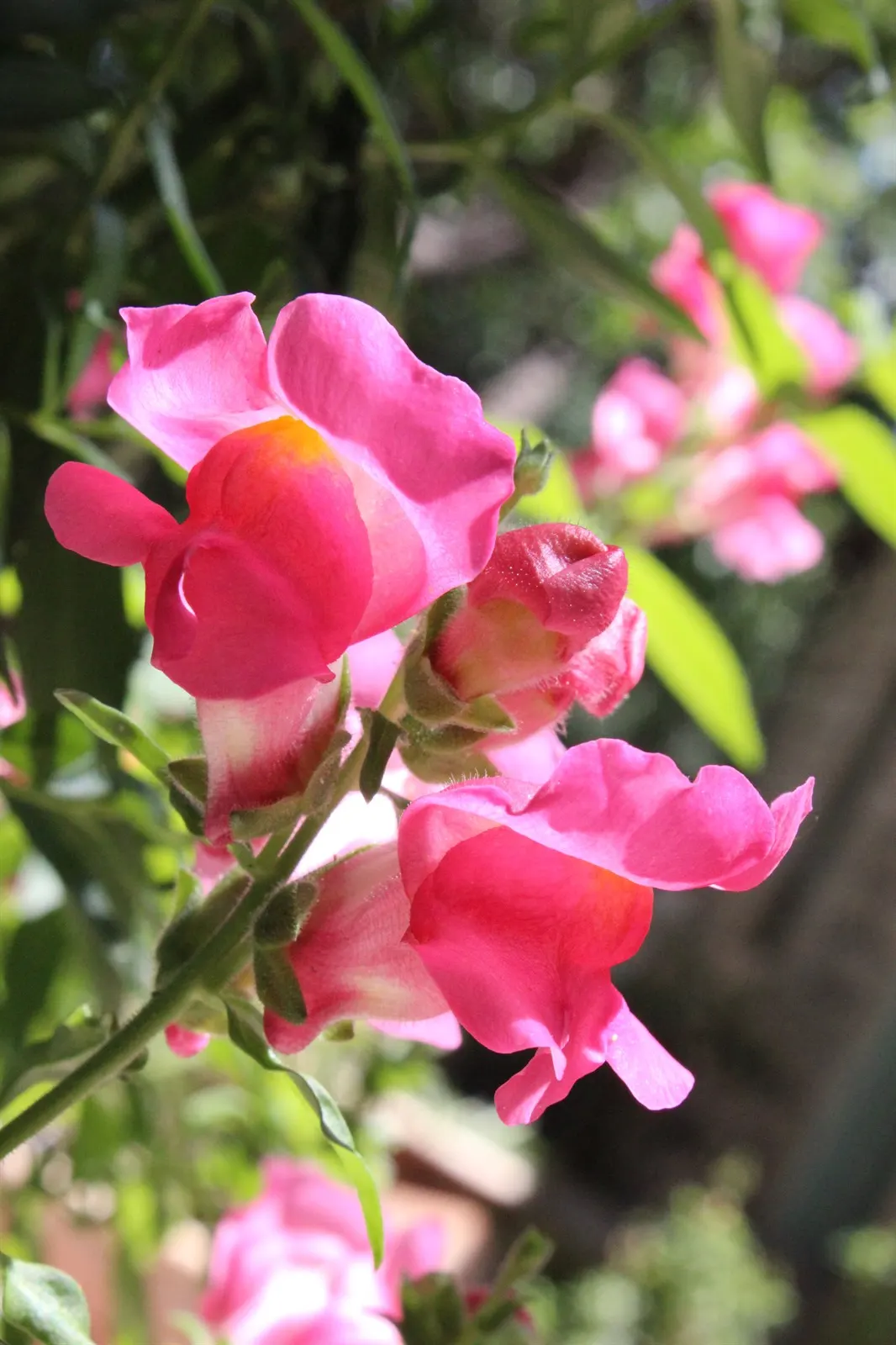 Snapdragon (Antirrhinum Majus) — therefore providing a delightful duration of color and textural interest in your garden; annual with pink blooms, image 66