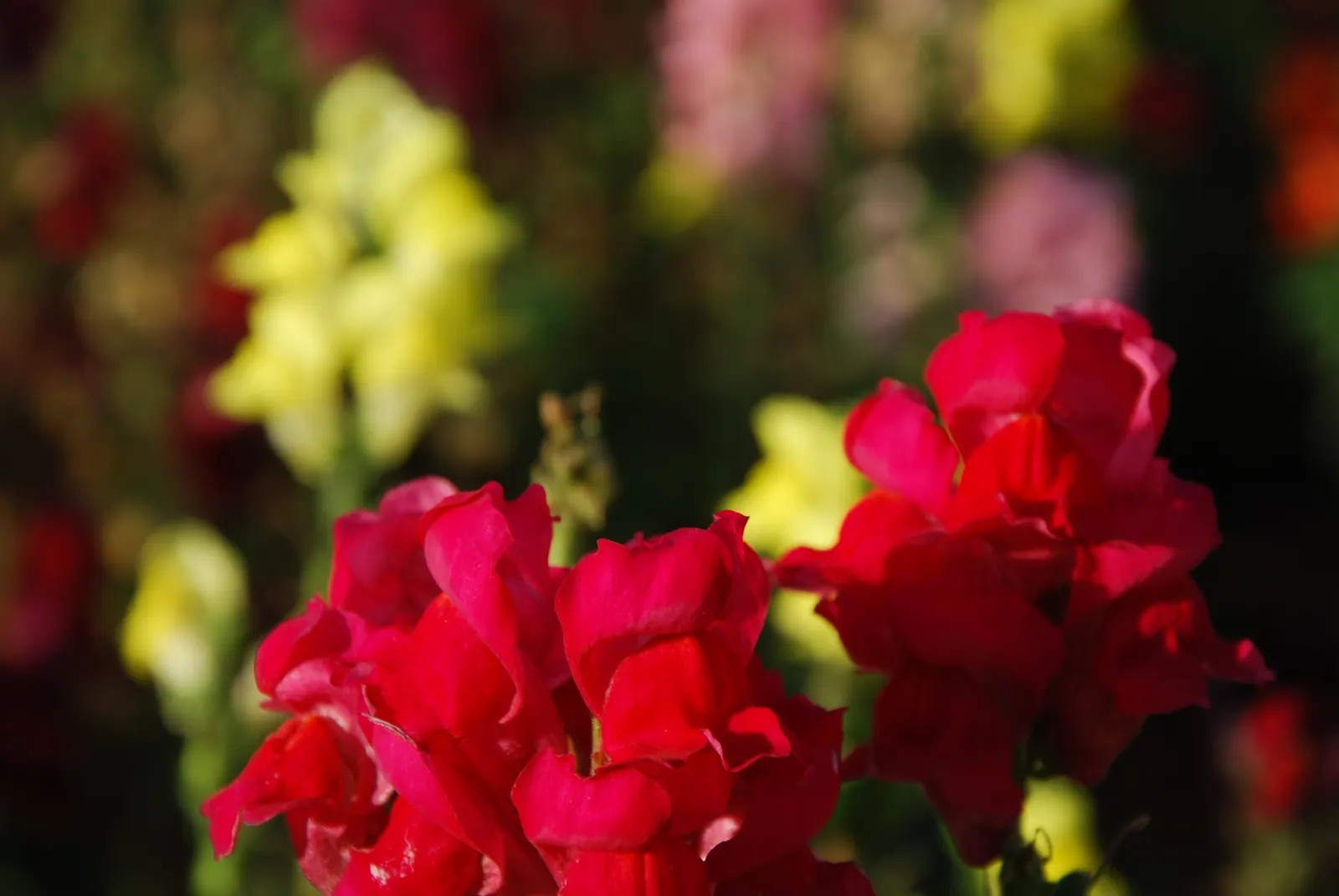 Snapdragon (Antirrhinum Majus) — Deadheading encourages prolonged flowering; snapdragons grow to a height of 1 to 3 feet, image 166