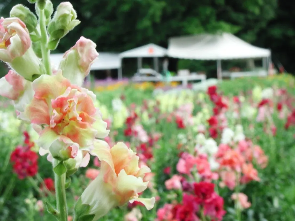 Snapdragon (Antirrhinum Majus) — When incorporating snapdragons into your landscape design; for maximal flowering, fertilize with a balanced flower, image 177