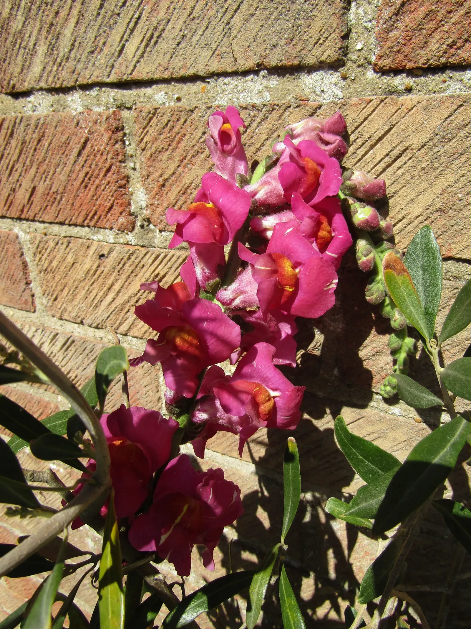 Snapdragon (Antirrhinum Majus) — For maximal flowering, fertilize with a balanced flower fertilizer and deadhead spent blooms promptly; antirrhinum, image 109