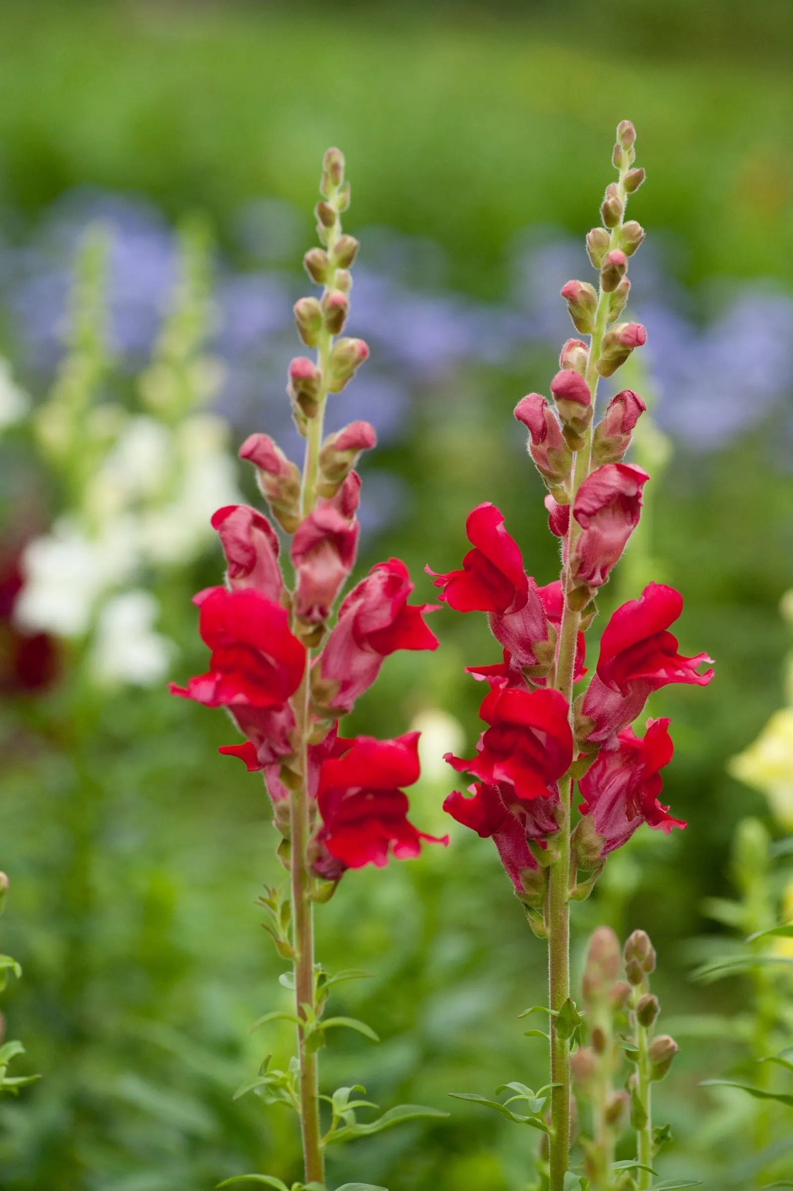 Snapdragon (Antirrhinum Majus) — therefore providing a delightful duration of color and textural interest in your garden; annual with pink blooms, image 135