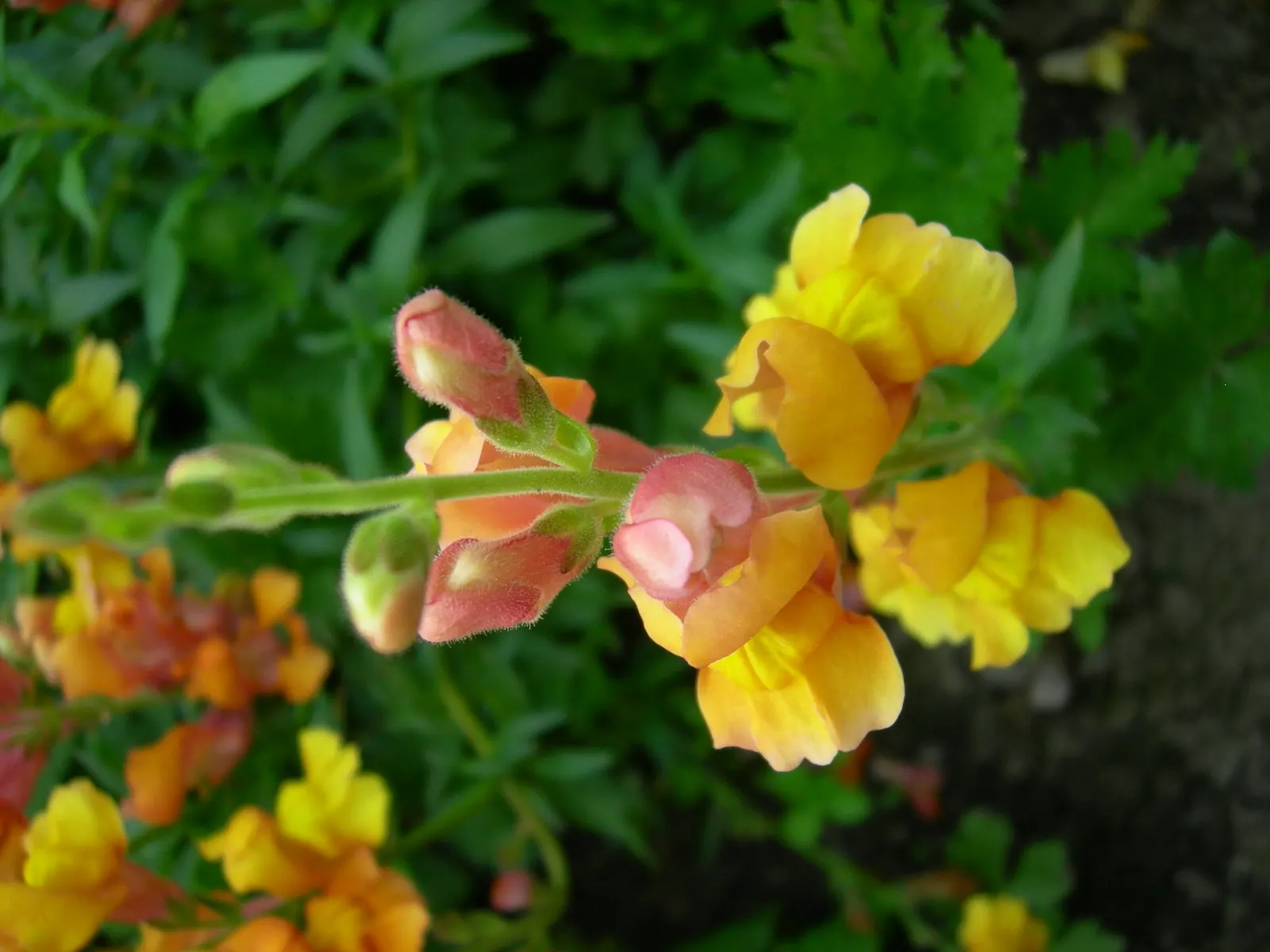 Snapdragon (Antirrhinum Majus) — extending from spring through the first frost; each variant presents a striking addition to any garden, with, image 180