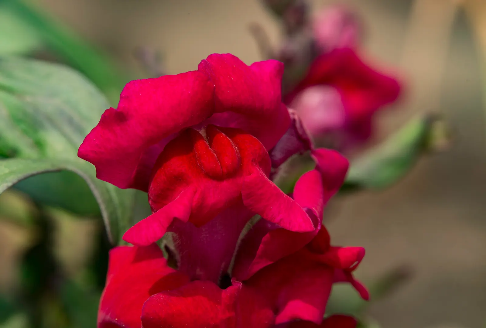 Snapdragon (Antirrhinum Majus) — It is important to select a site with well-drained soil; extending from spring through the first frost, image 82
