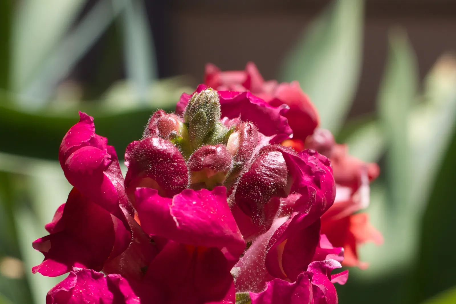 Snapdragon (Antirrhinum Majus) — annual with pink blooms; it is important to select a site with well-drained soil, image 91