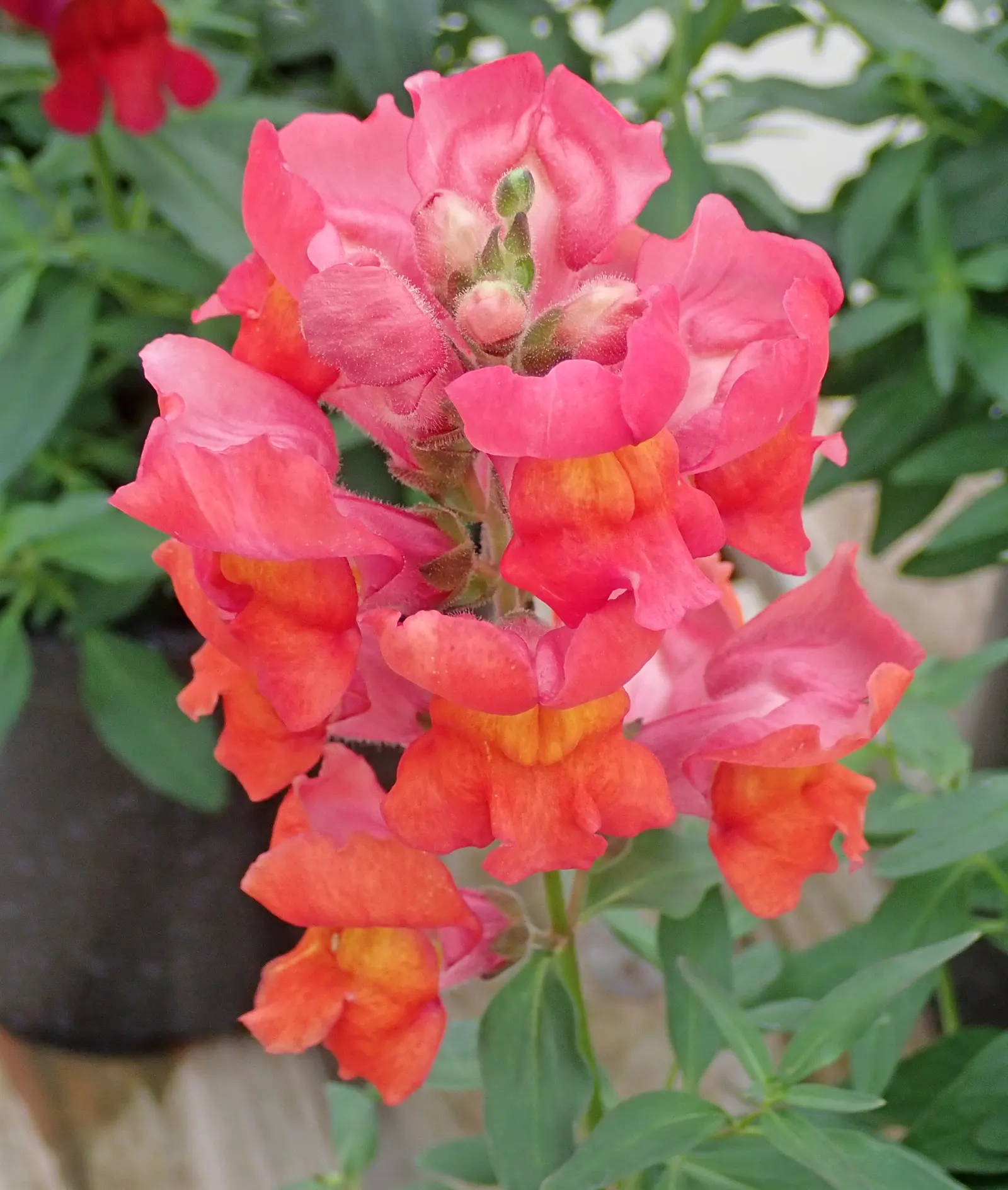 Snapdragon (Antirrhinum Majus) — Each variant presents a striking addition to any garden, with potential use in borders, beds, or containers; with, image 176