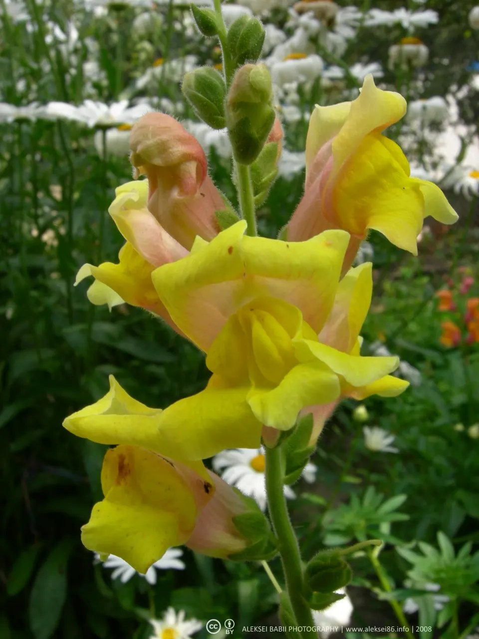 Snapdragon (Antirrhinum Majus) — Recognized for their capability to reseed; annual for full or half, image 99