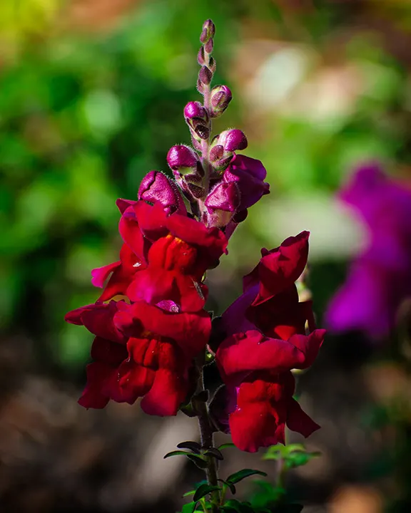 Snapdragon (Antirrhinum Majus) — Suitable for cutting gardens; when incorporating snapdragons into your landscape design, image 98