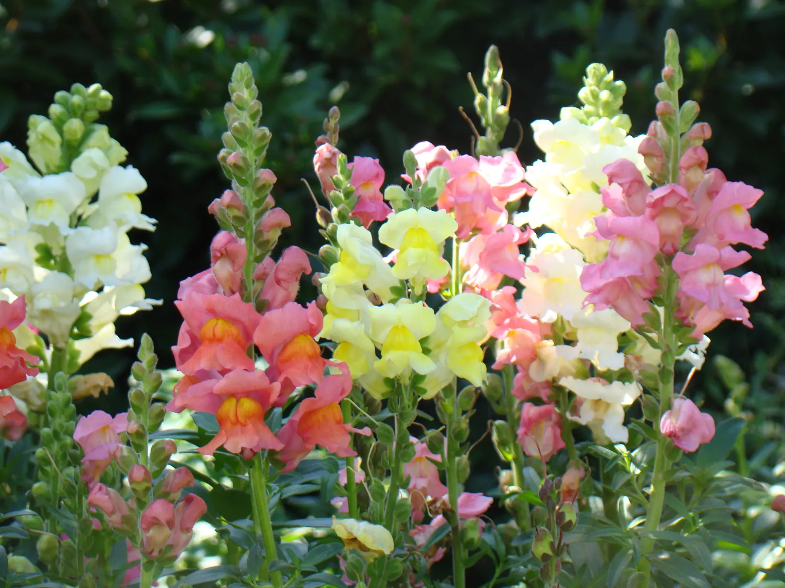 Snapdragon (Antirrhinum Majus) — requiring at least 6 hours of direct light each day, image 81