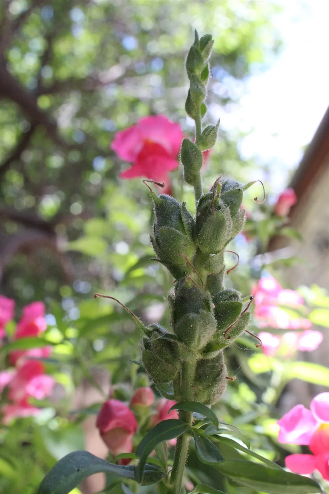 Snapdragon (Antirrhinum Majus) — It features tubular, two-lipped flowers in a variety of hues and can reach 1-3 feet in height; they prefer cooler climates and