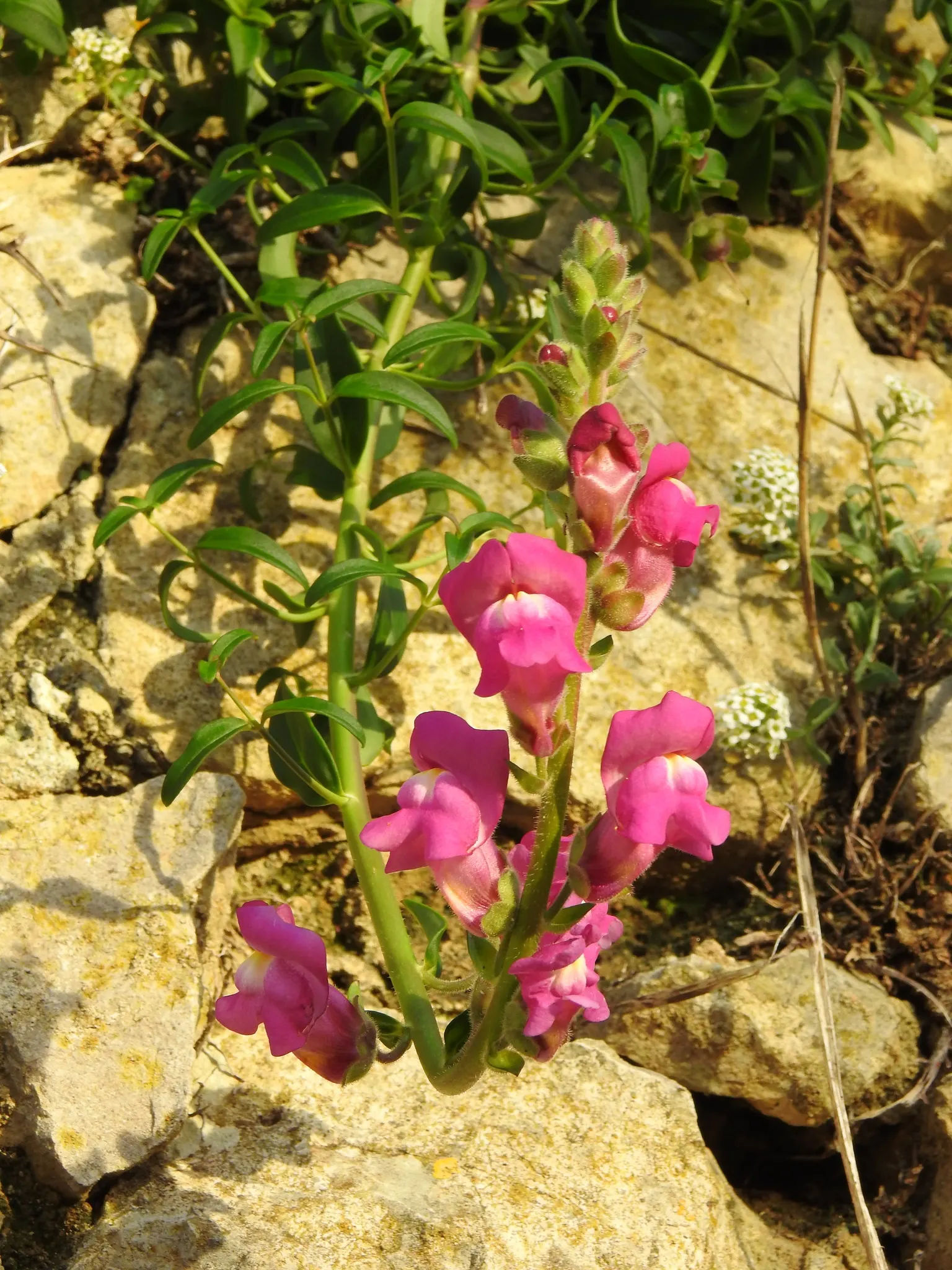 Snapdragon (Antirrhinum Majus) — snapdragons grow to a height of 1 to 3 feet; and tall varieties (30 to 48 inches), image 170
