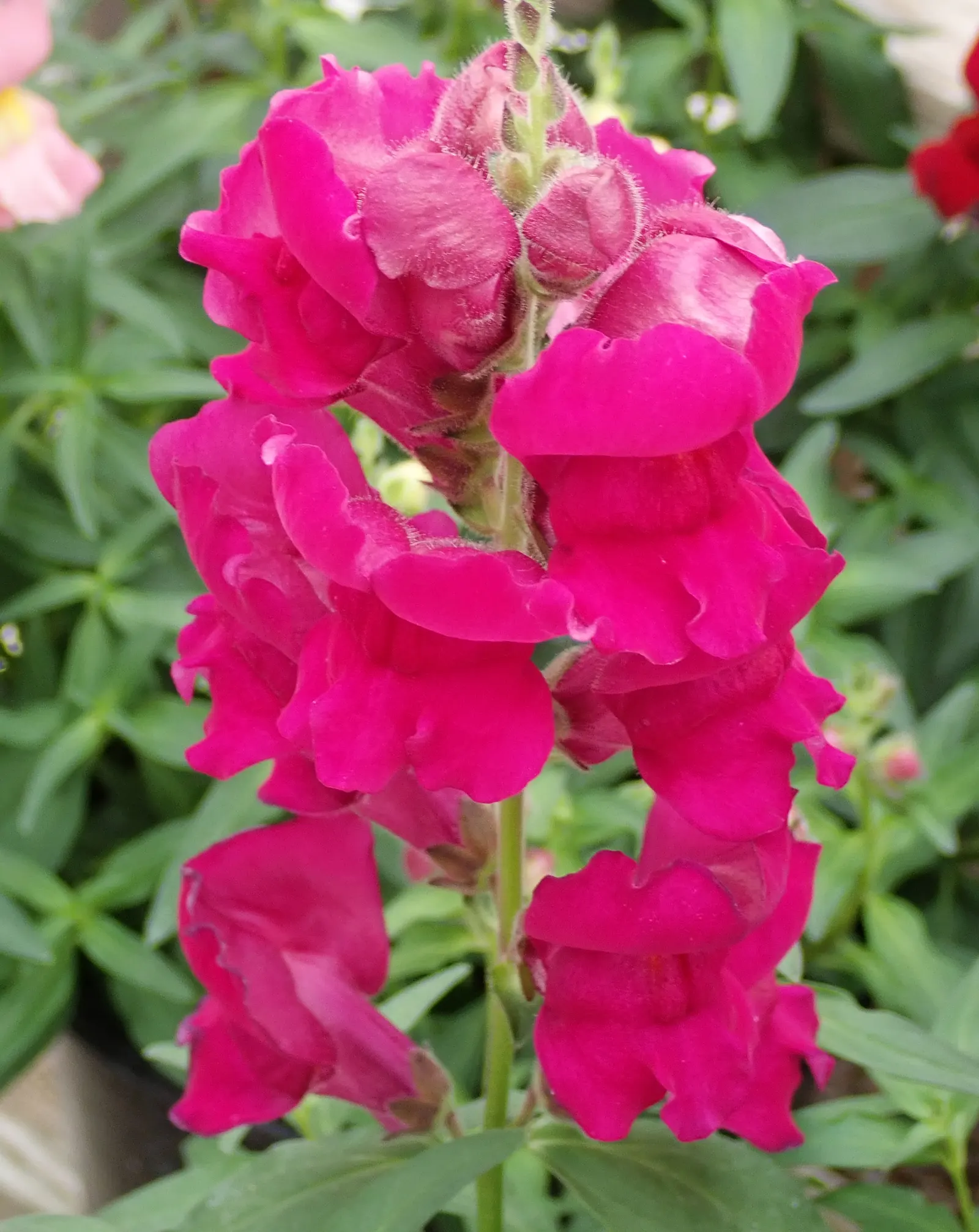 Snapdragon (Antirrhinum Majus) — Snapdragon prefers full sun to partial shade and well-drained soil; this encourages a longer blooming season, image 95