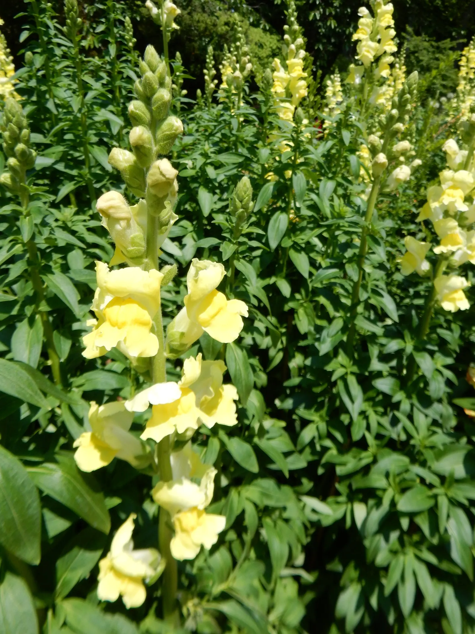 Snapdragon (Antirrhinum Majus) — Antirrhinum majus, commonly called Snapdragon, is a popular perennial often grown as an annual; blooms from late, image 93
