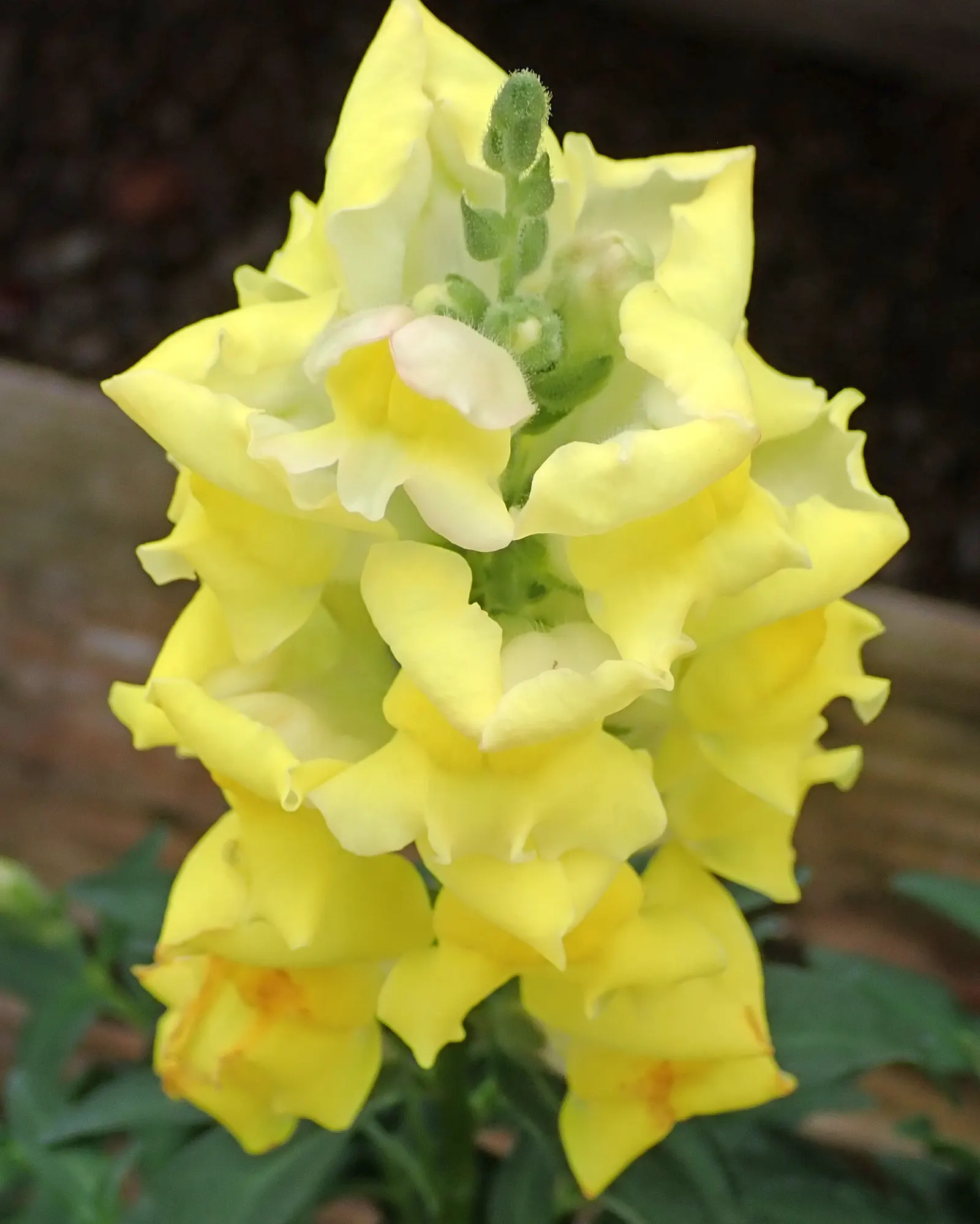 Snapdragon (Antirrhinum Majus) — Blooms from late spring to fall, adding vertical interest and vivid color to borders; it features tubular, two-lipped flowers