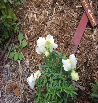 Snapdragon (Antirrhinum Majus) — requiring at least 6 hours of direct light each day, image 35