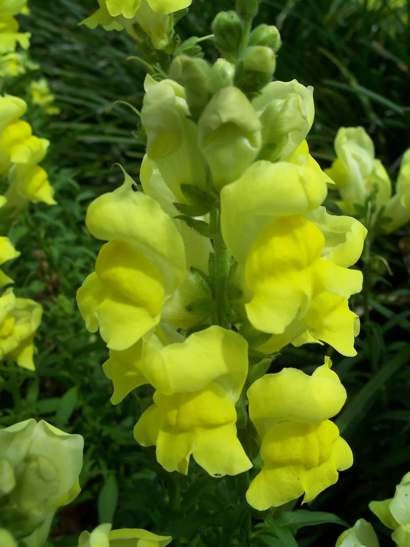 Snapdragon (Antirrhinum Majus) — Each variant presents a striking addition to any garden, with potential use in borders, beds, or containers; with, image 61