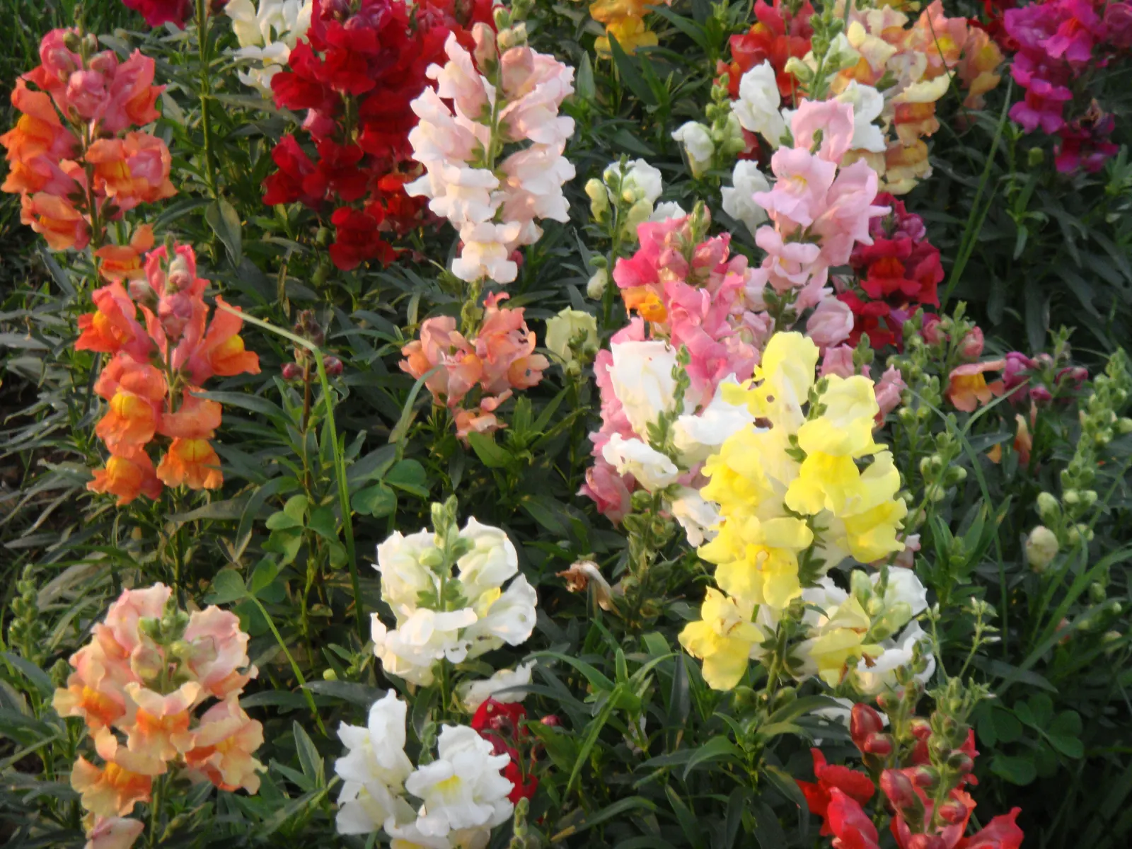 Snapdragon (Antirrhinum Majus) — Blooms from late spring to fall, adding vertical interest and vivid color to borders; it features tubular, image 142