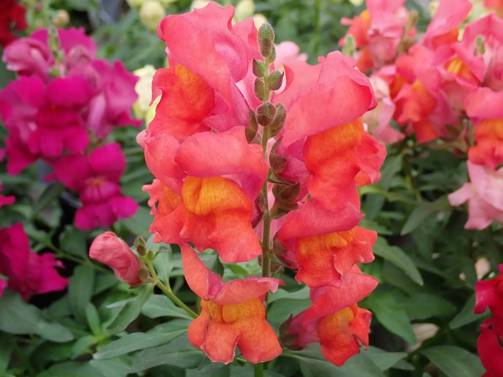 Snapdragon (Antirrhinum Majus) — Blooms from late spring to fall, adding vertical interest and vivid color to borders; it features tubular, image 165