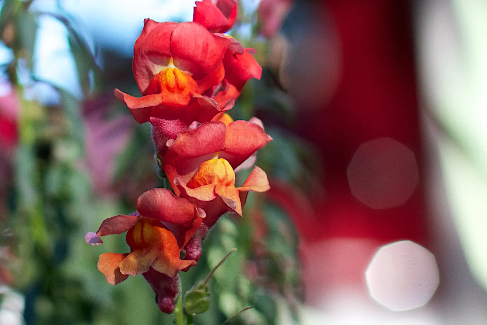 Snapdragon (Antirrhinum Majus) — Snapdragon prefers full sun to partial shade and well-drained soil; this encourages a longer blooming season, image 72
